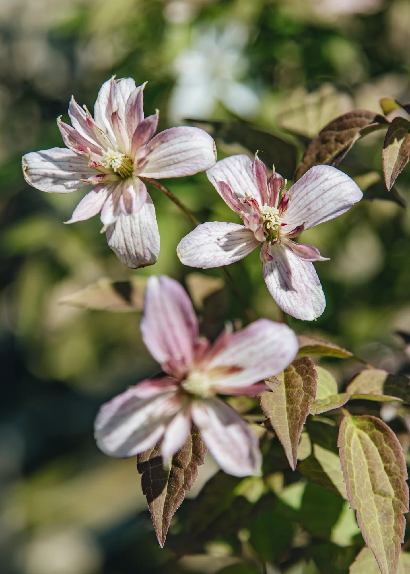 Clematis montana Marjorie, 3L - Image 2