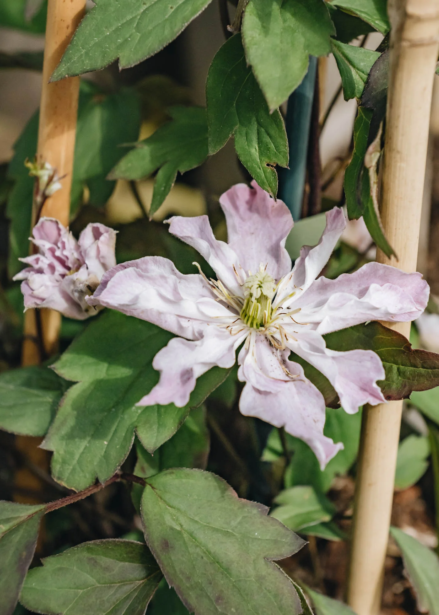 Clematis montana Rosebud, 3L