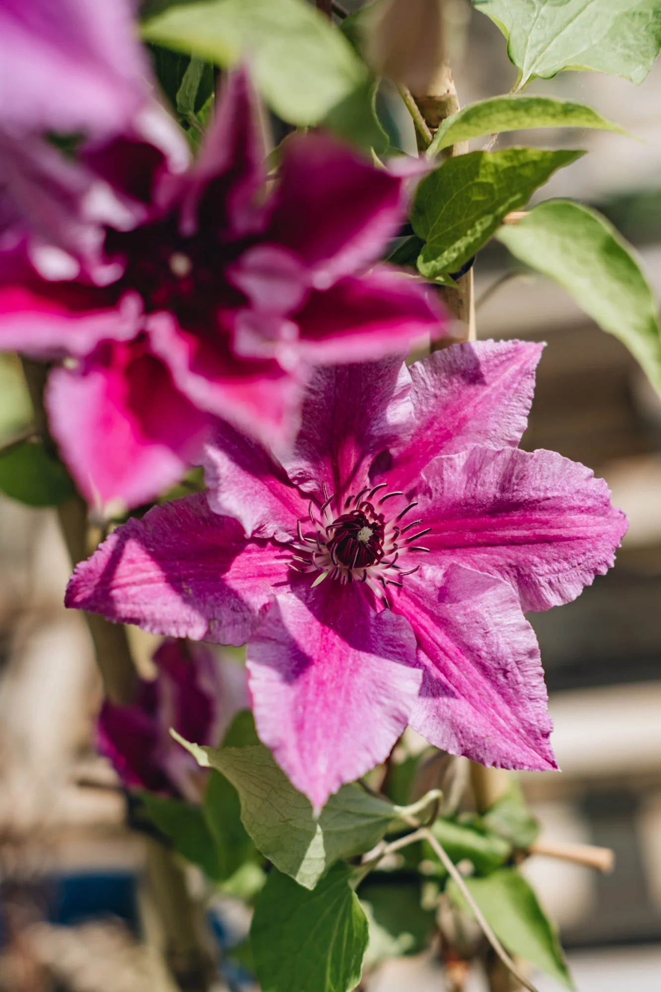 Clematis Ooh La La™, 3L - Image 2