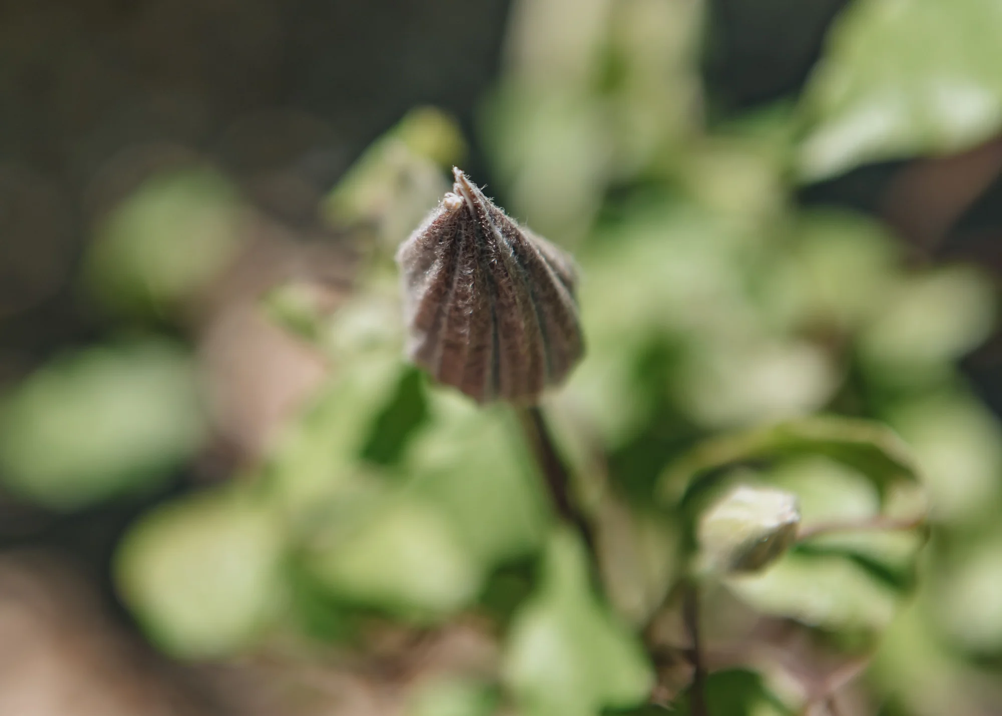Clematis Ooh La La™, 3L - Image 3