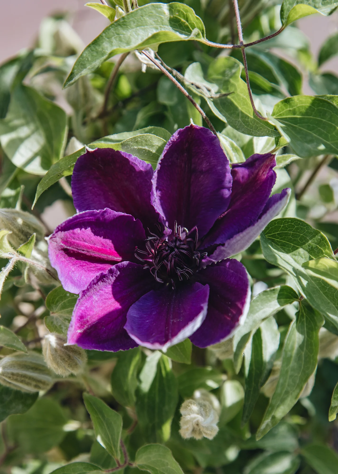Clematis Paulie™ (hanging), 3L