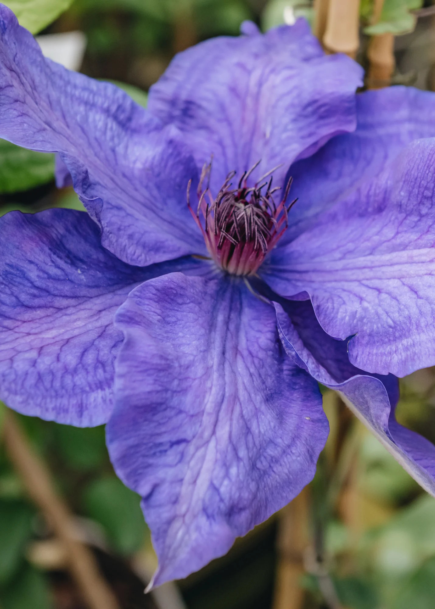 Clematis The President AGM, 3L - Image 2