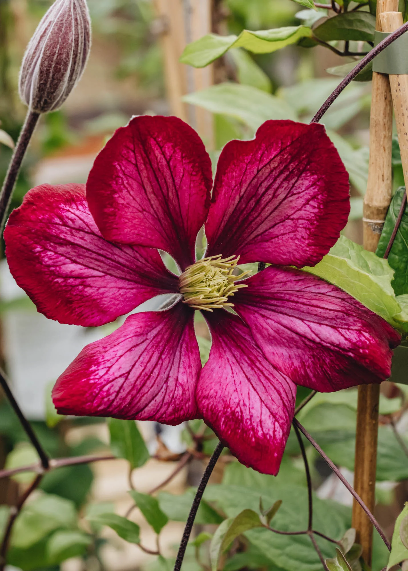 Clematis Ville de Lyon, 3L