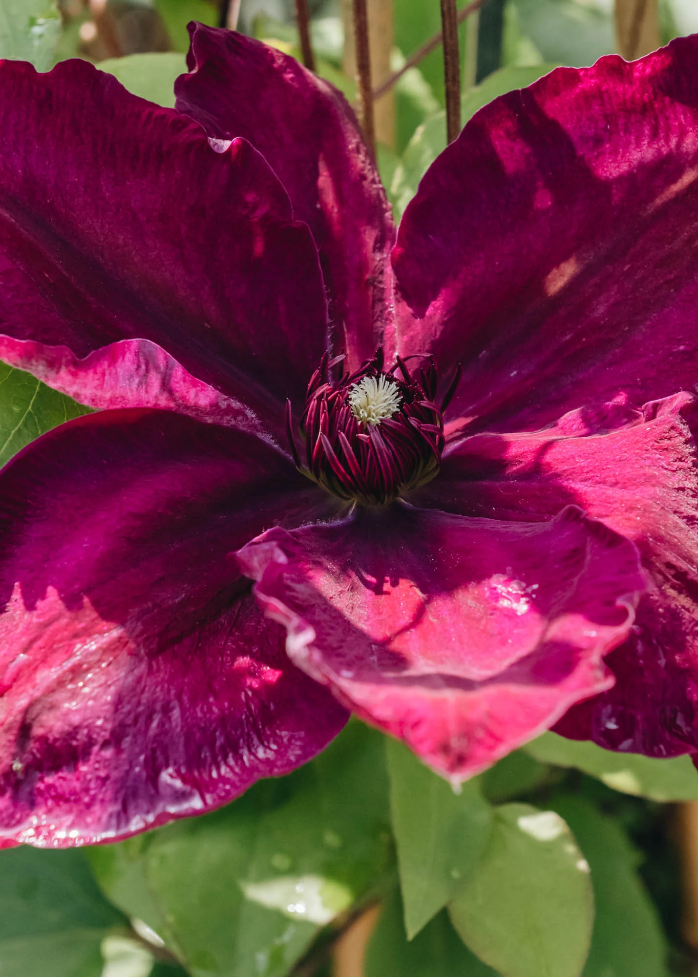 Clematis Westerplatte, 3L - Image 2