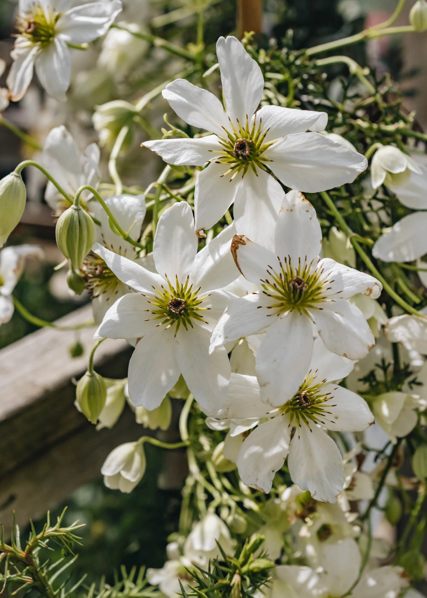 Clematis White Abundance, 2L
