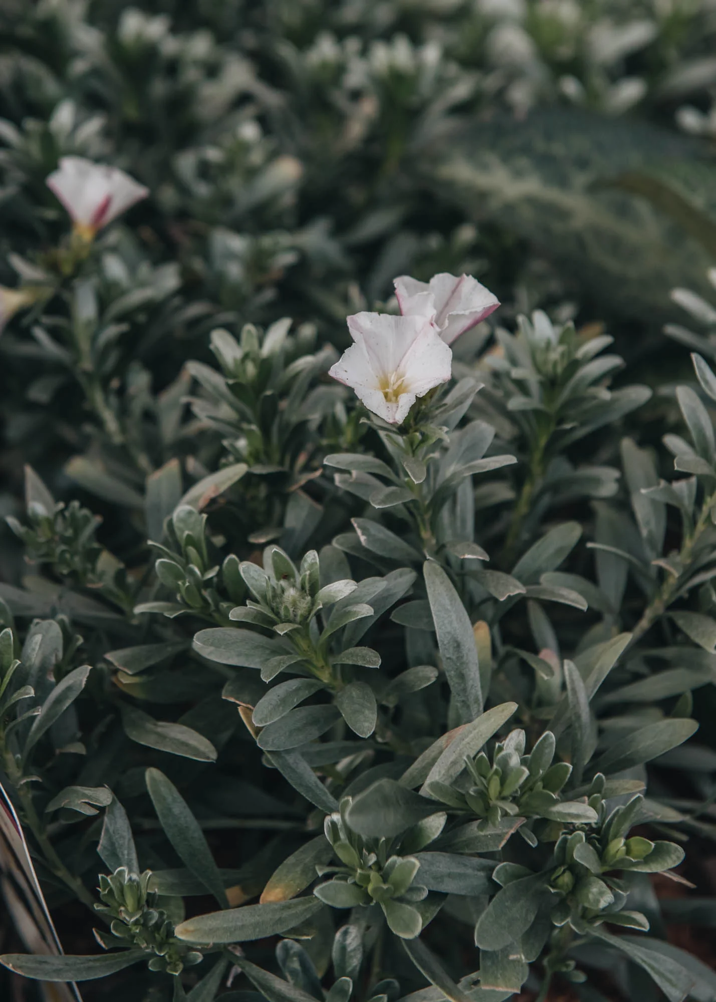 Convolvulus cneorum, 2L - Image 2