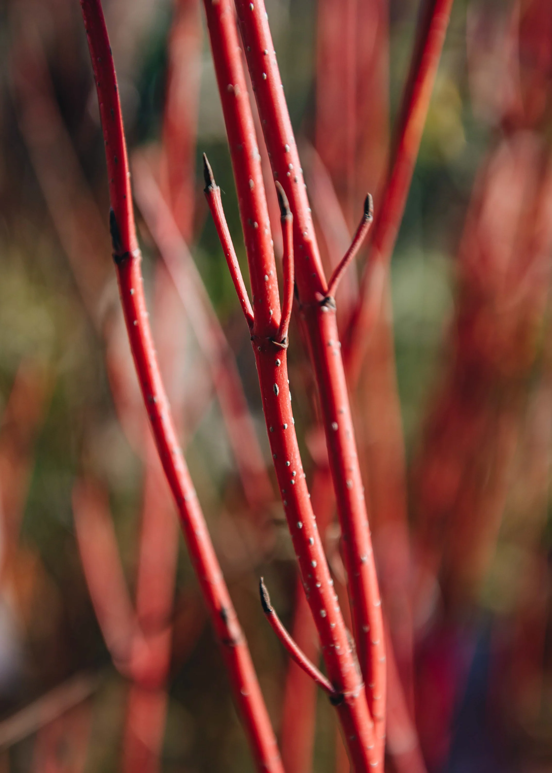Cornus alba Baton Rouge, 3L