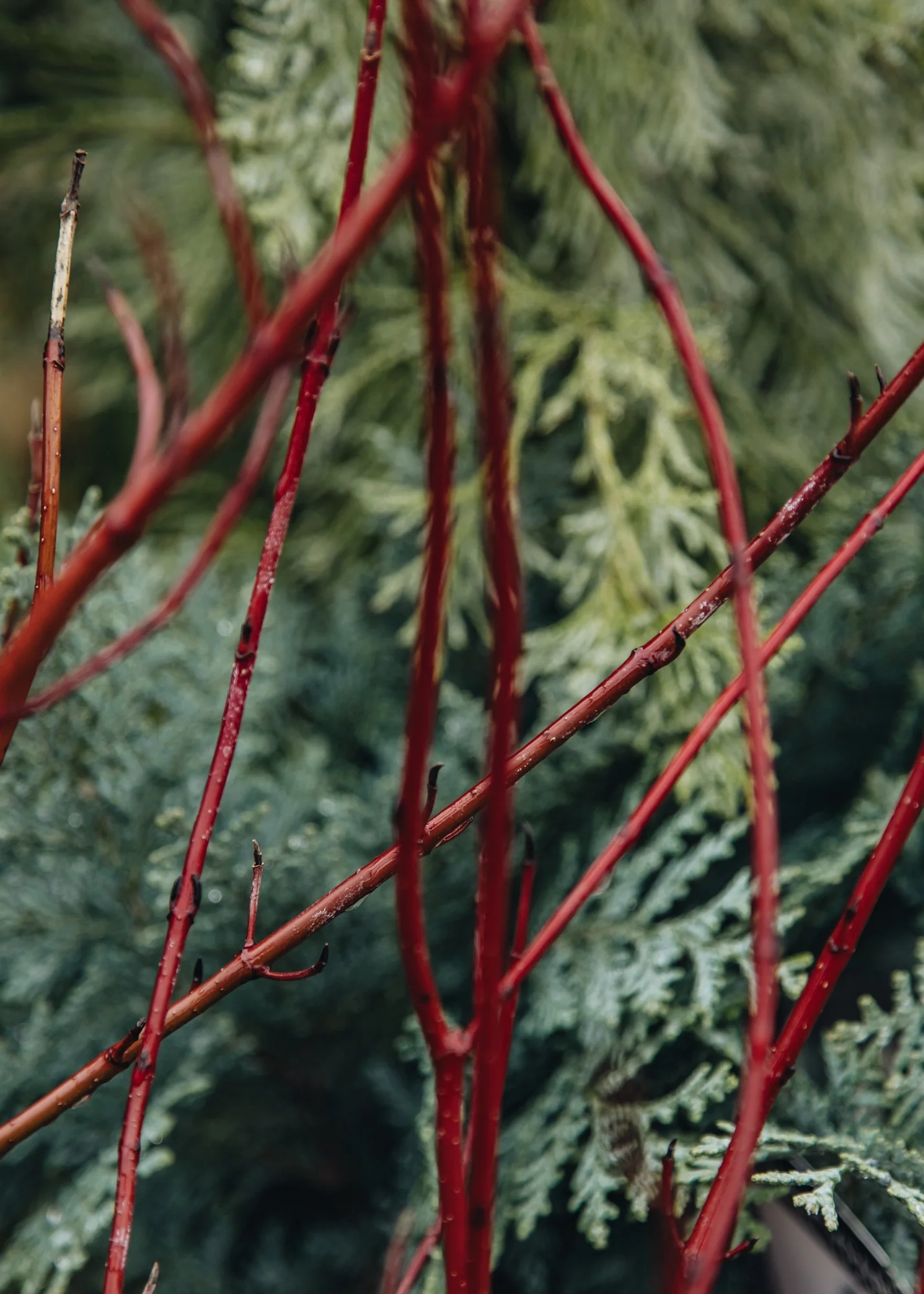 Cornus alba 'Miracle', 3L - Image 2