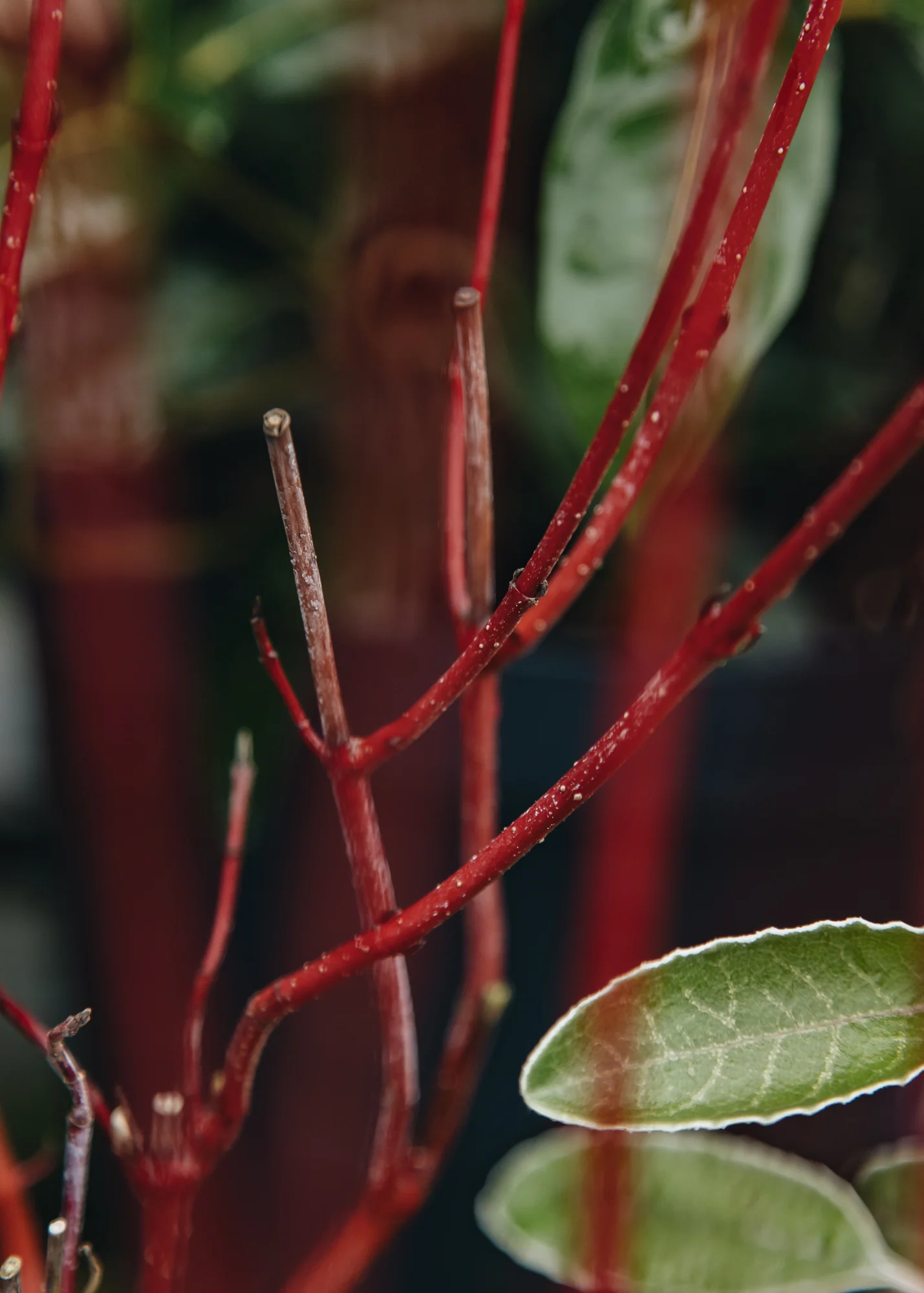 Cornus alba 'Nightfall', 3L - Image 2