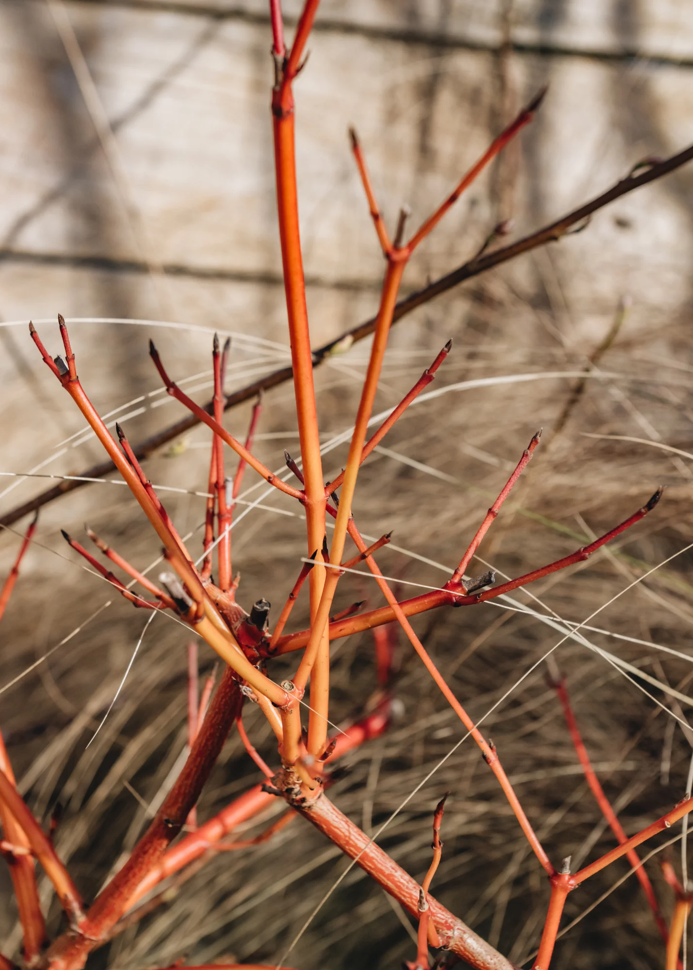 Cornus sanguinea Anny's Winter Orange 3L - Image 2
