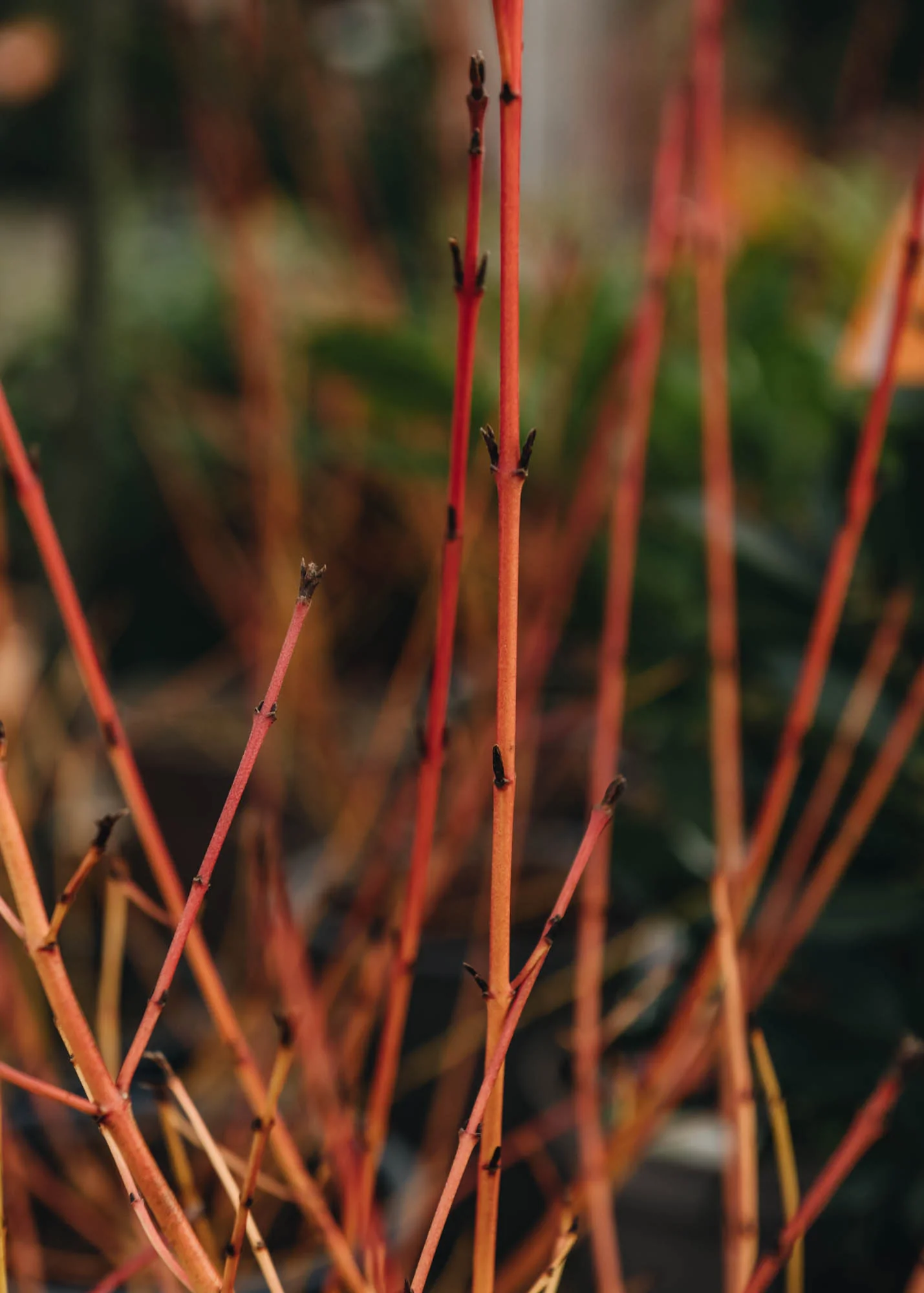 Cornus Sanguinea Midwinter Fire, 3L - Image 2