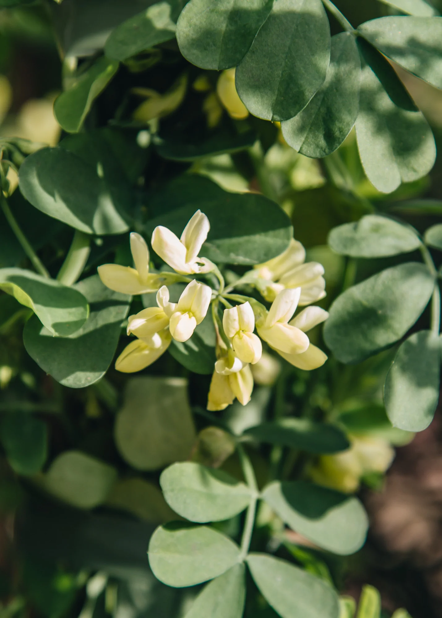 Coronilla valentina subsp. glauca Citrina, 3L - Image 2