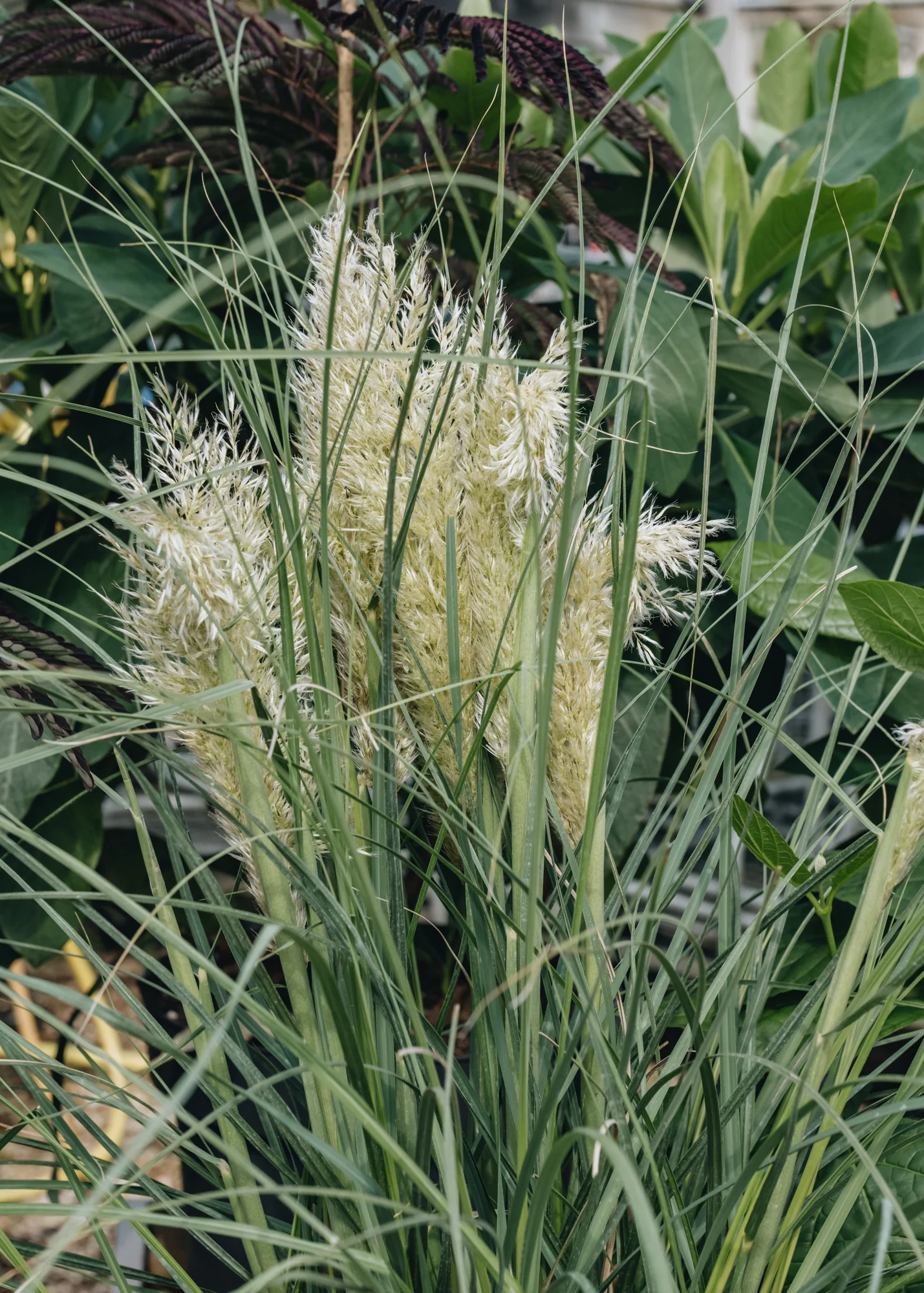 Cortaderia 'Tiny Pampa', 5L