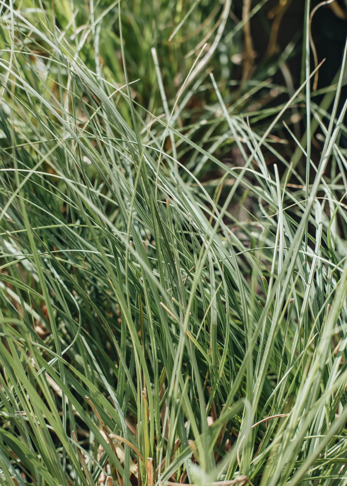 Cortaderia 'Tiny Pampa', 5L - Image 2