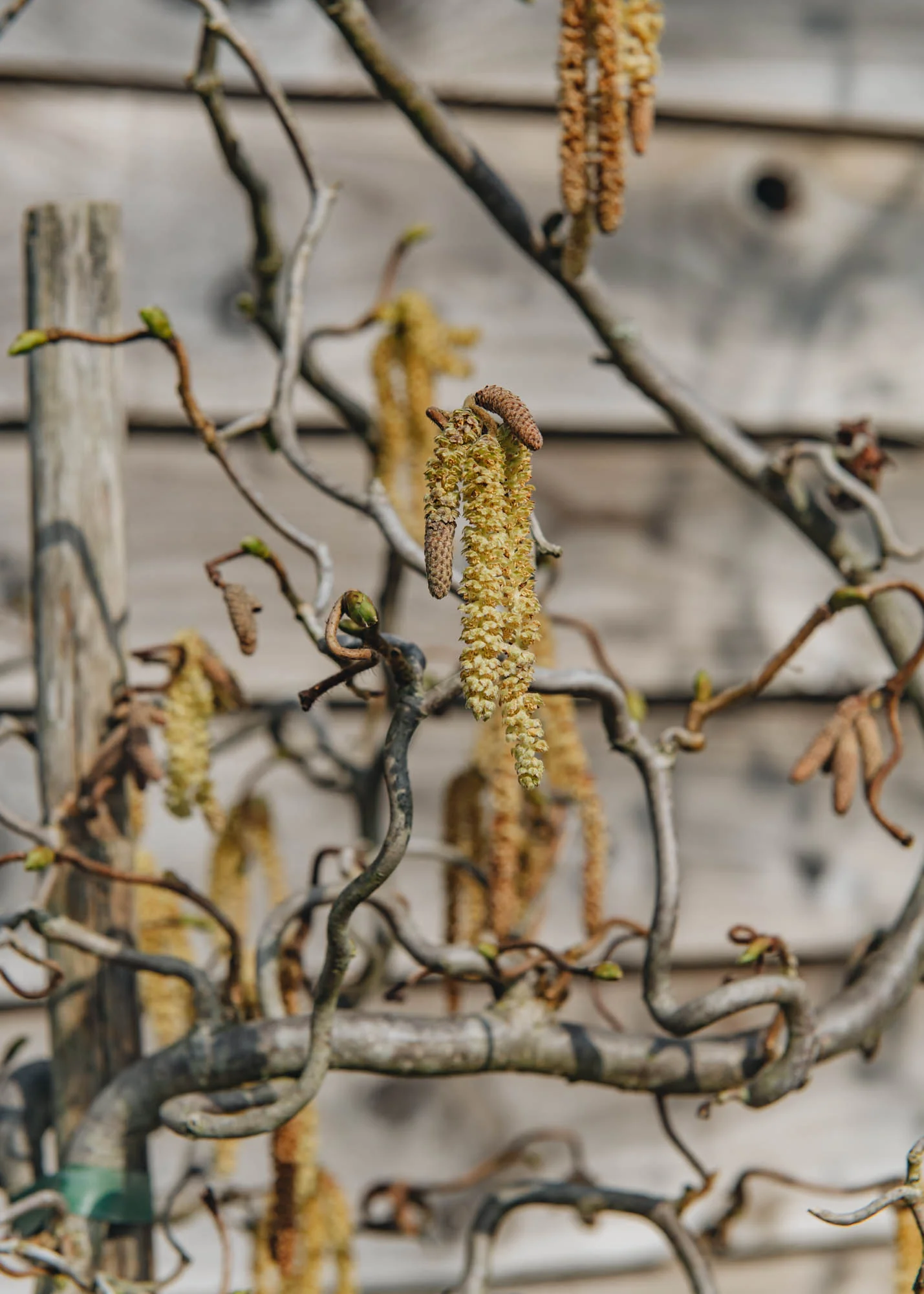 Corylus Avellana Contorta, 4L - Image 2