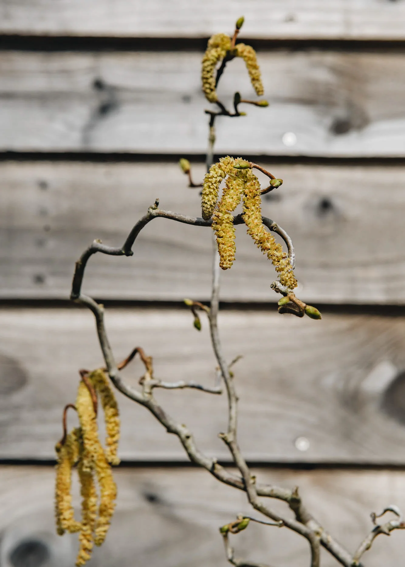 Corylus Contorta, 15L