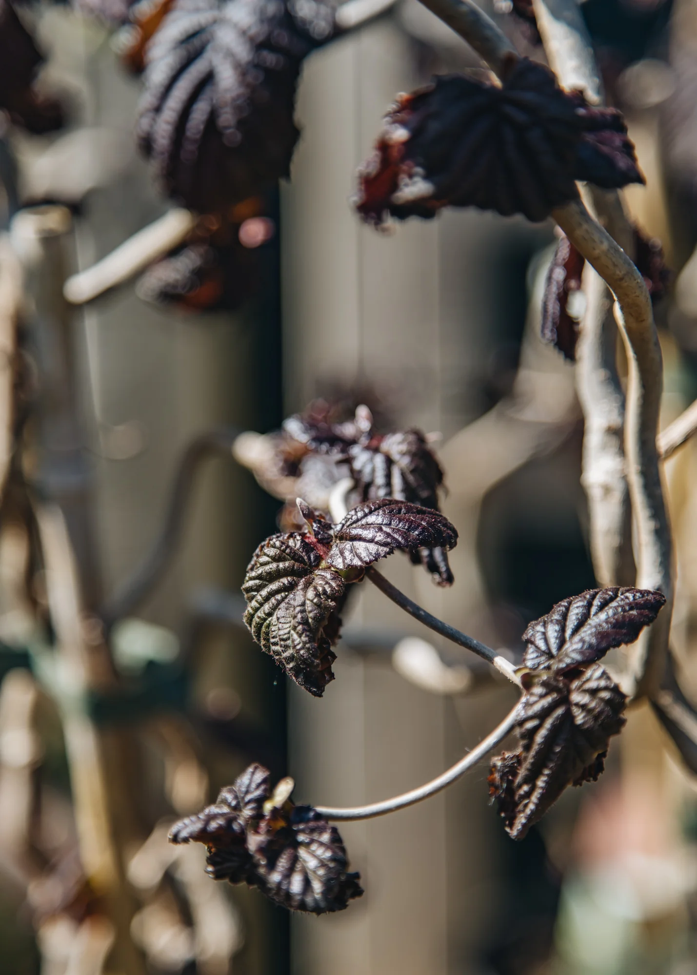 Corylus avellana Red Majestic, 3.5L - Image 2