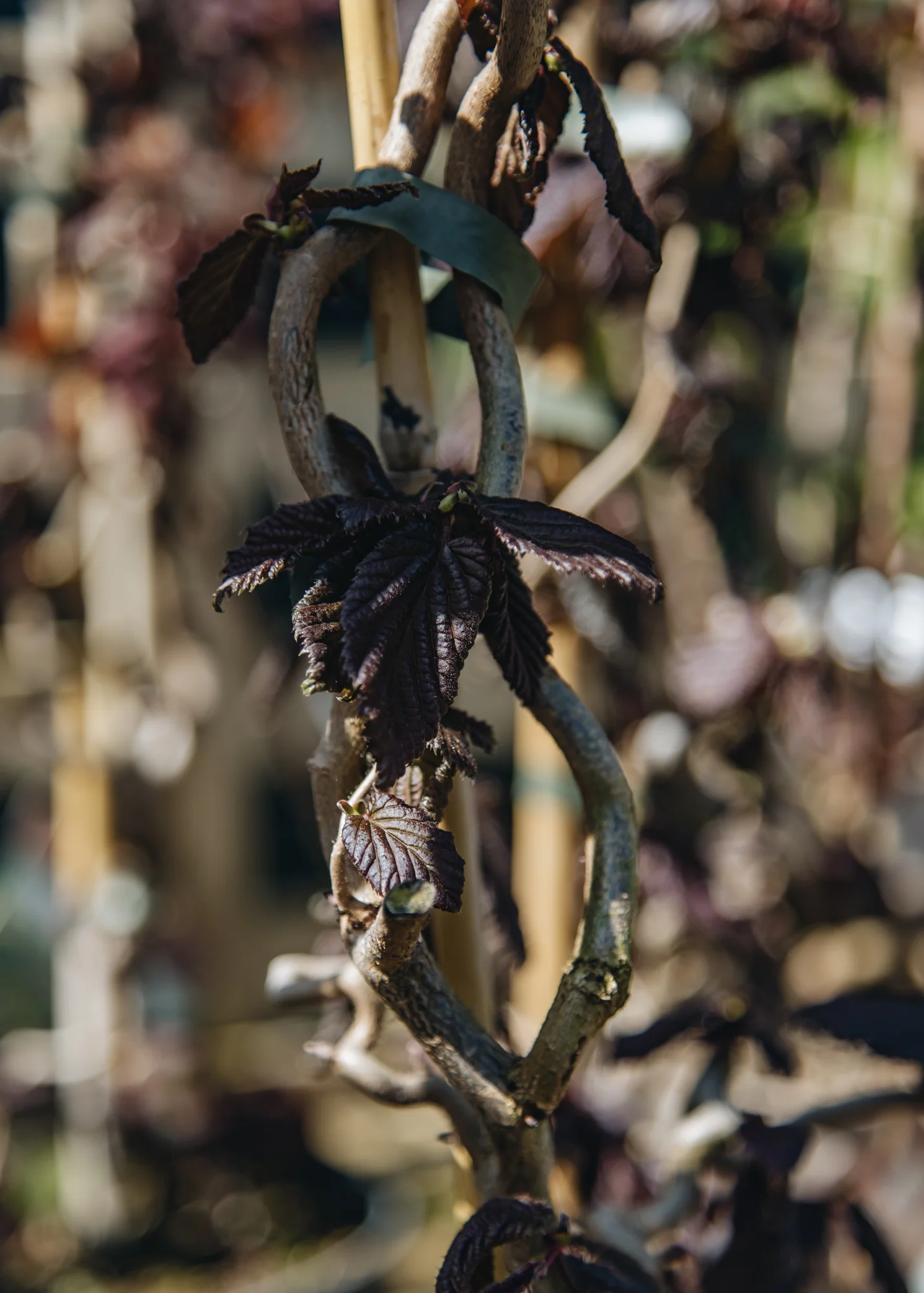 Corylus avellana Red Majestic, 3.5L - Image 3