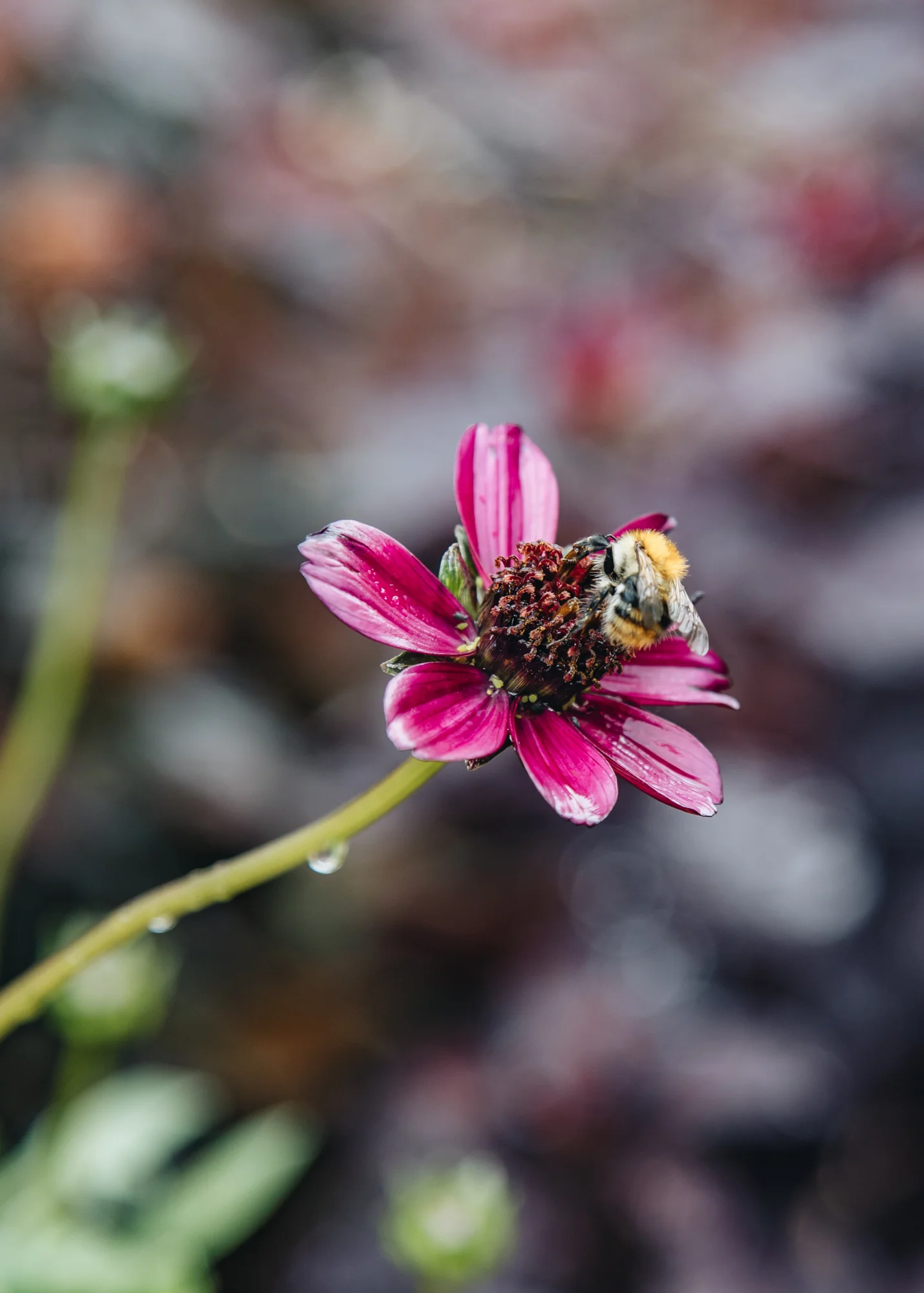Cosmos atrosanguineus 'Cherry Chocolate', 2/3L - Image 2