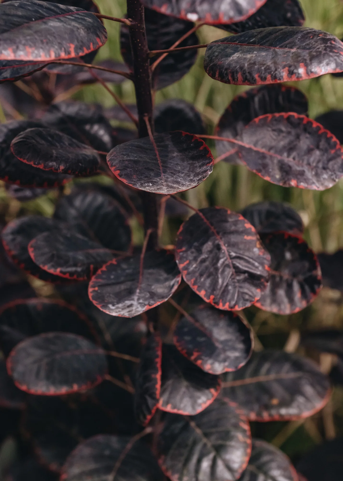 Cotinus coggyris Royal Purple AGM, 3L - Image 2