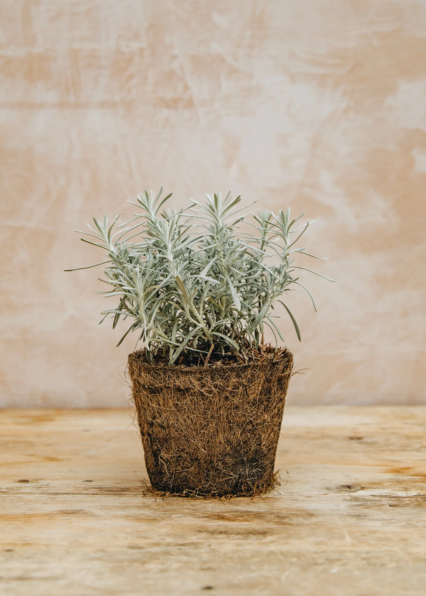 Curry Plant 'Korma', 1L