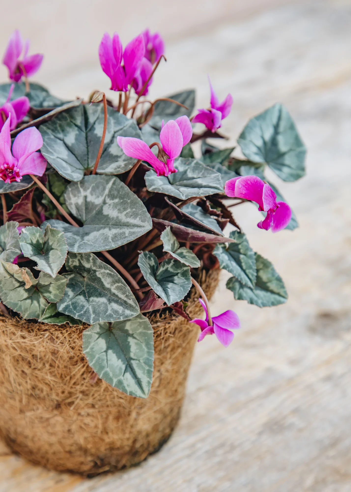 Cyclamen hederifolium 'Rose', 1L - Image 3