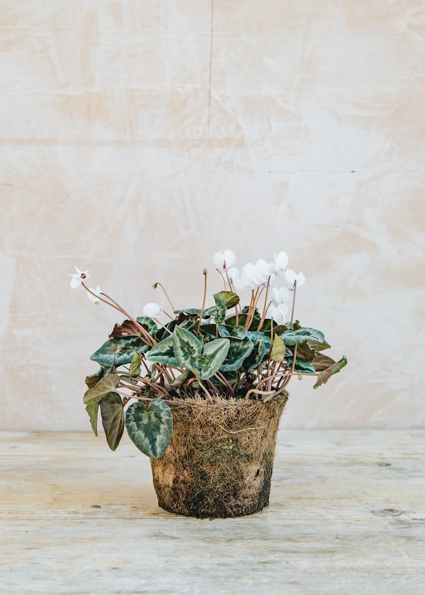 Cyclamen hederifolium 'White', 1L