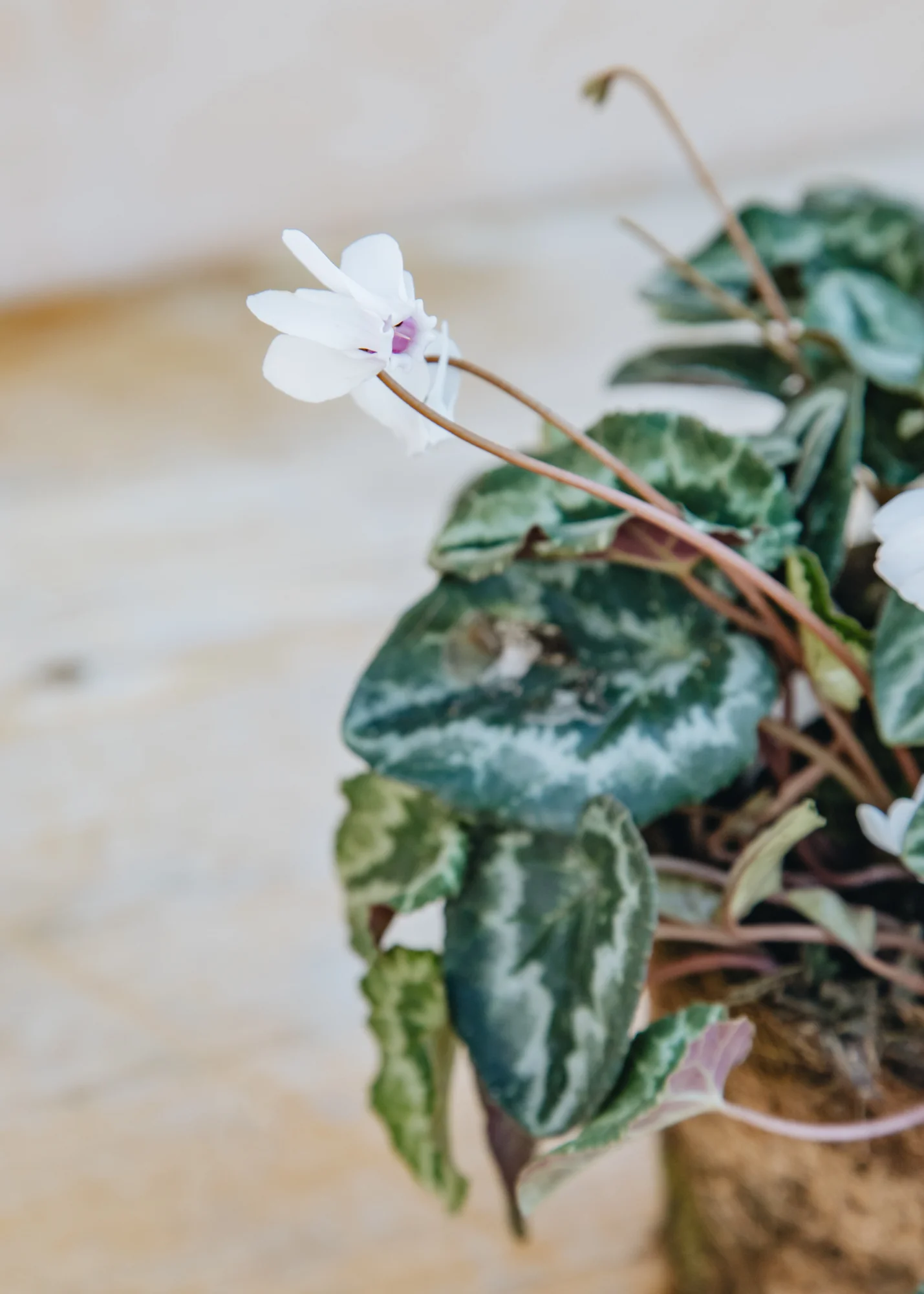 Cyclamen hederifolium 'White', 1L - Image 2