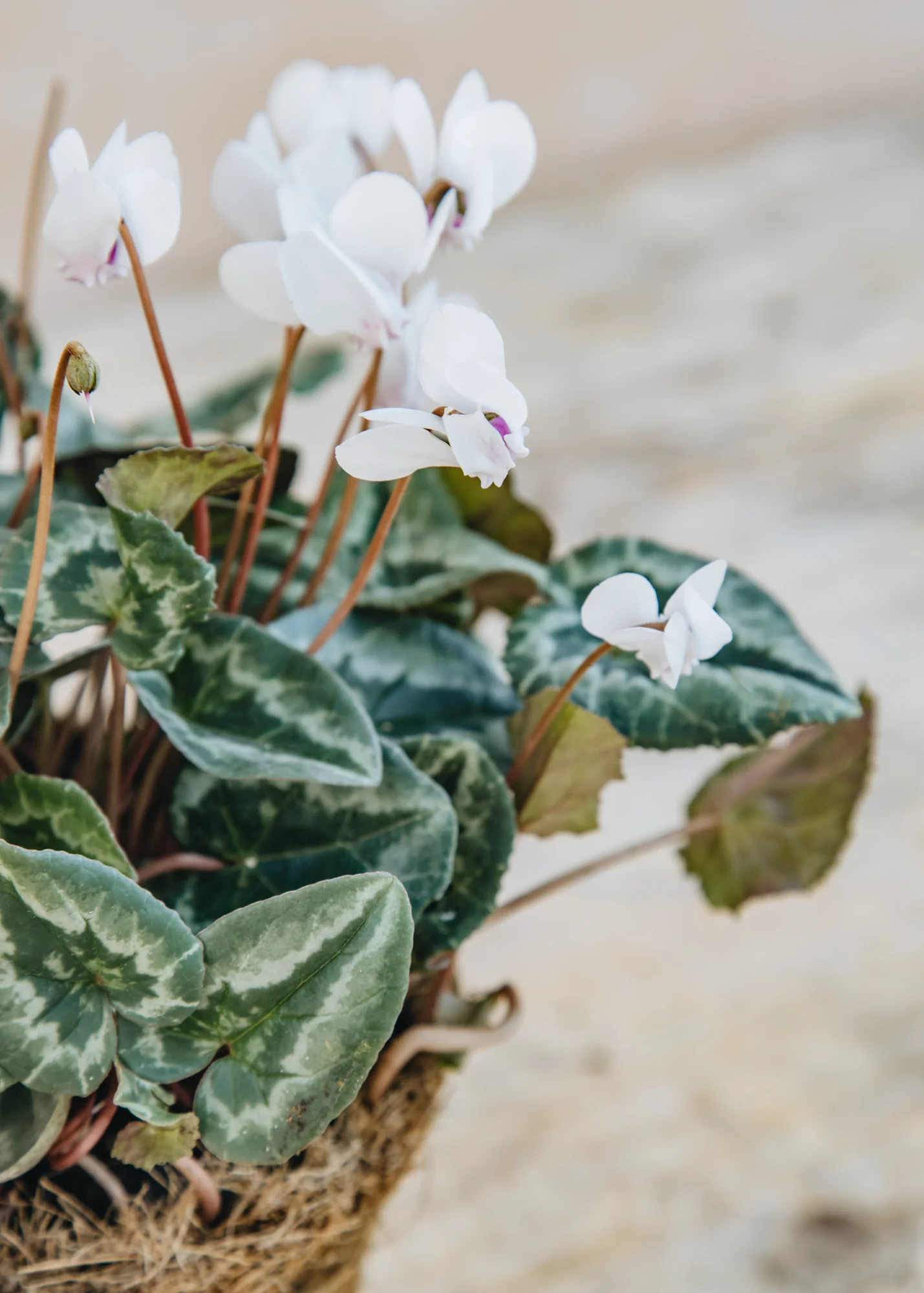 Cyclamen hederifolium 'White', 1L - Image 3