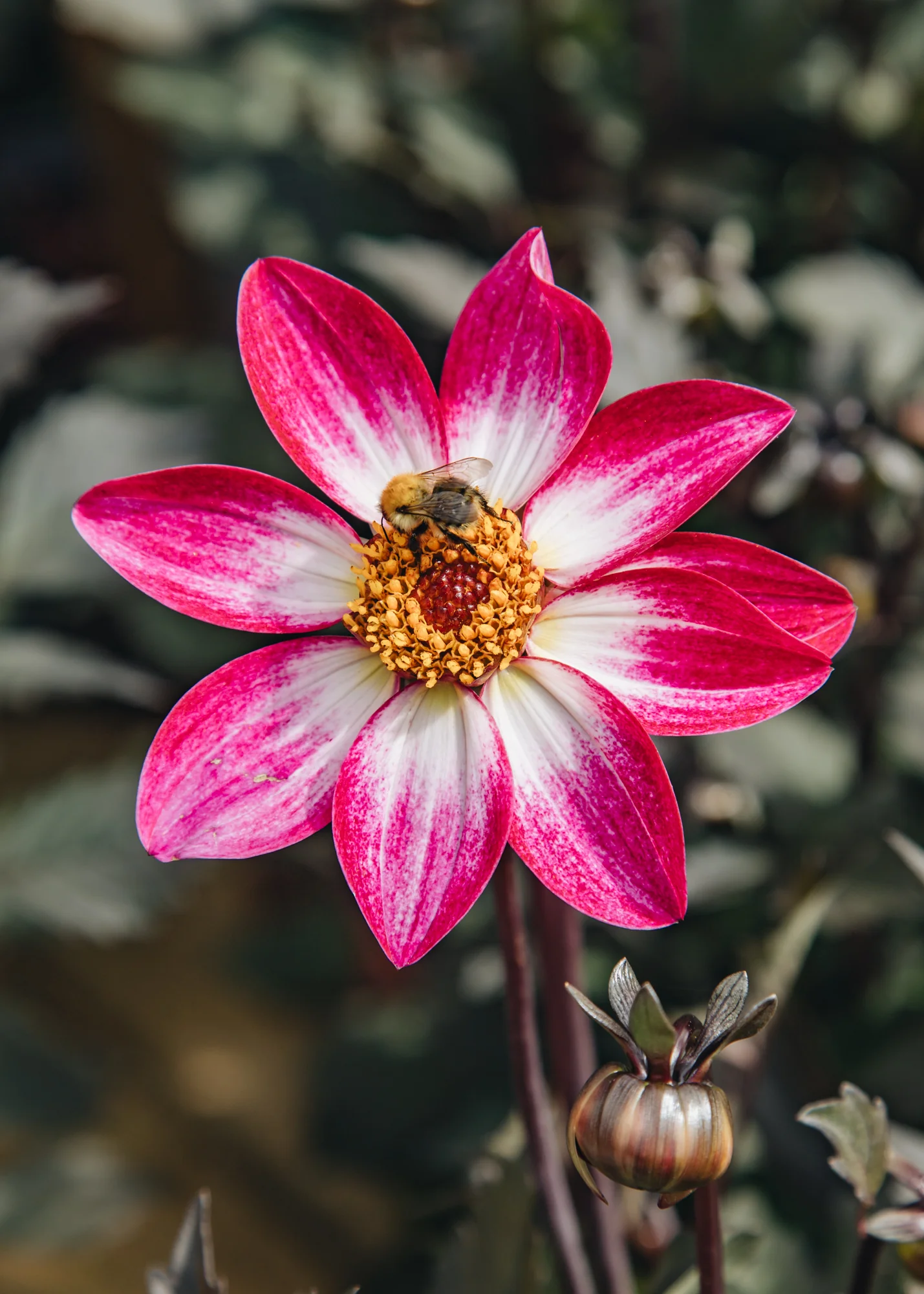 Dahlia ‘Dahlegria Magenta Bicolour’, 3L 
