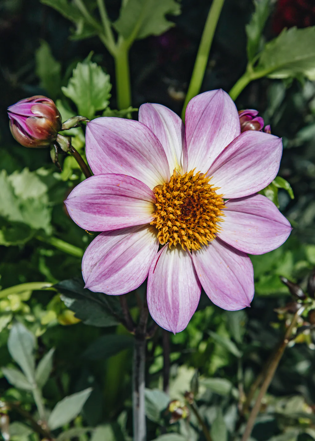 Dahlia 'Dahlegria Pink Flame', 3L