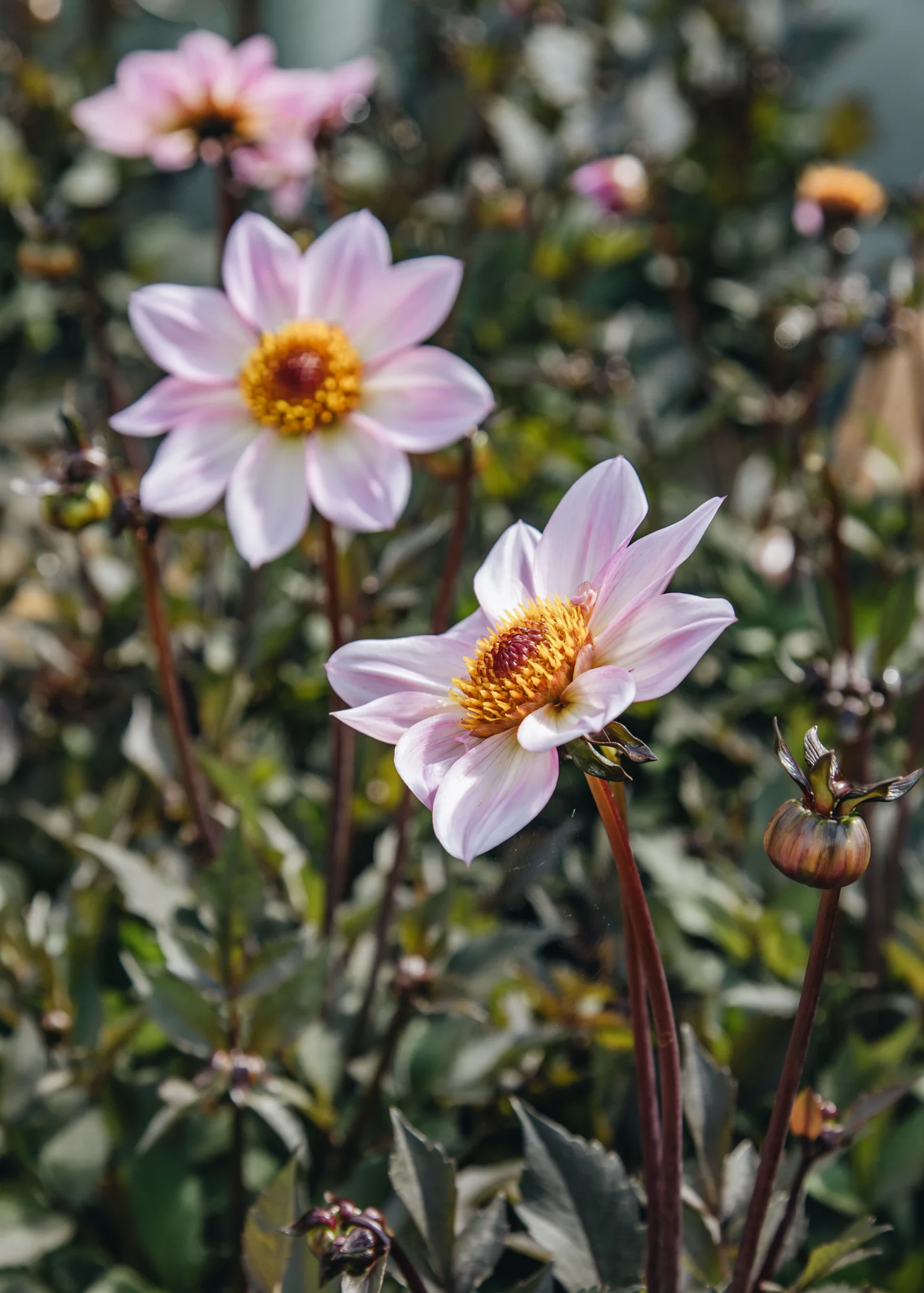 Dahlia 'Dahlegria Pink Flame', 3L - Image 2