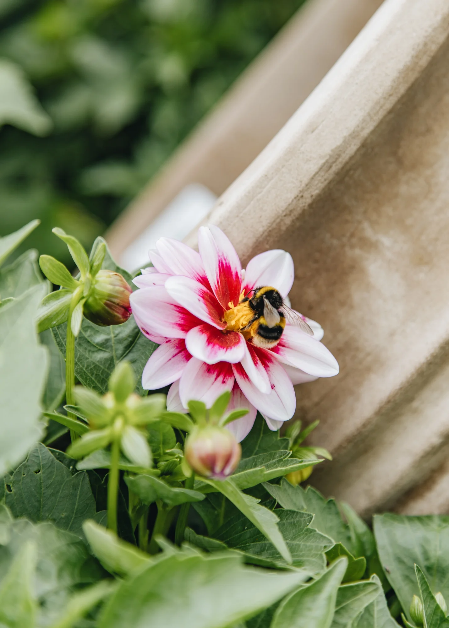 Dahlia 'Dalaya Yogi', 2/3L - Image 2