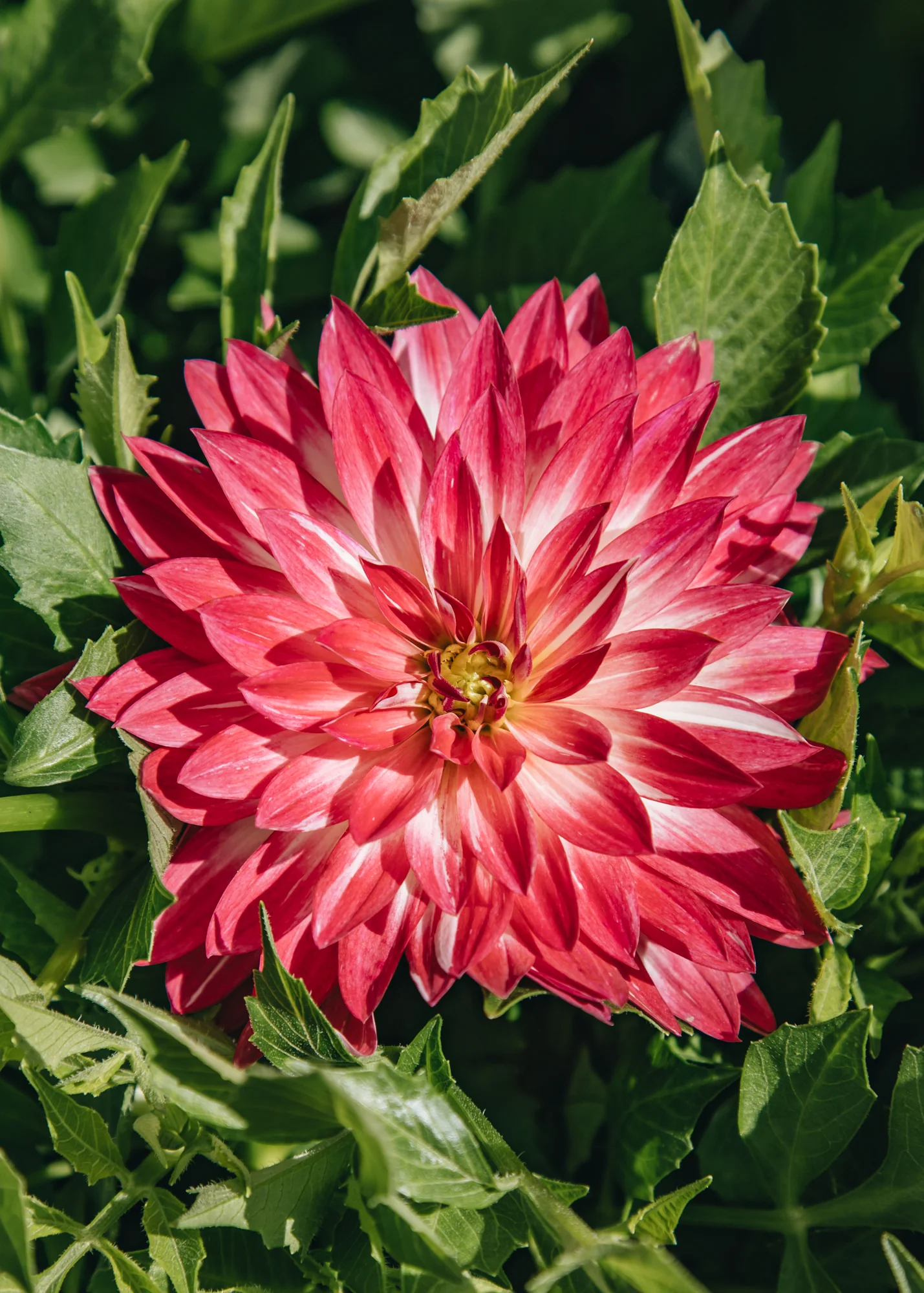 Dahlia ‘Dalina Maxi Cherry Blast’, 5L 