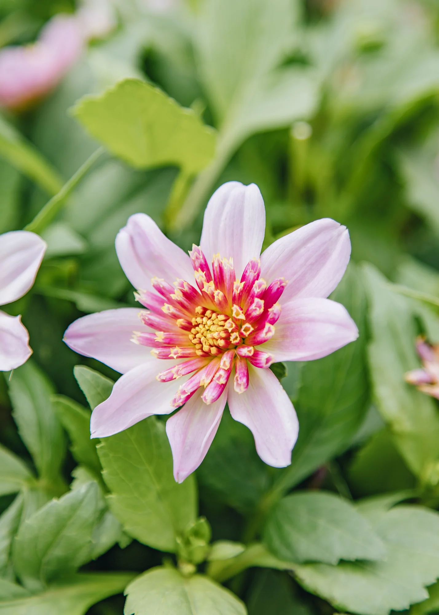 Dahlia Dalina 'Maxi Starburst Pink', 2L - Image 2