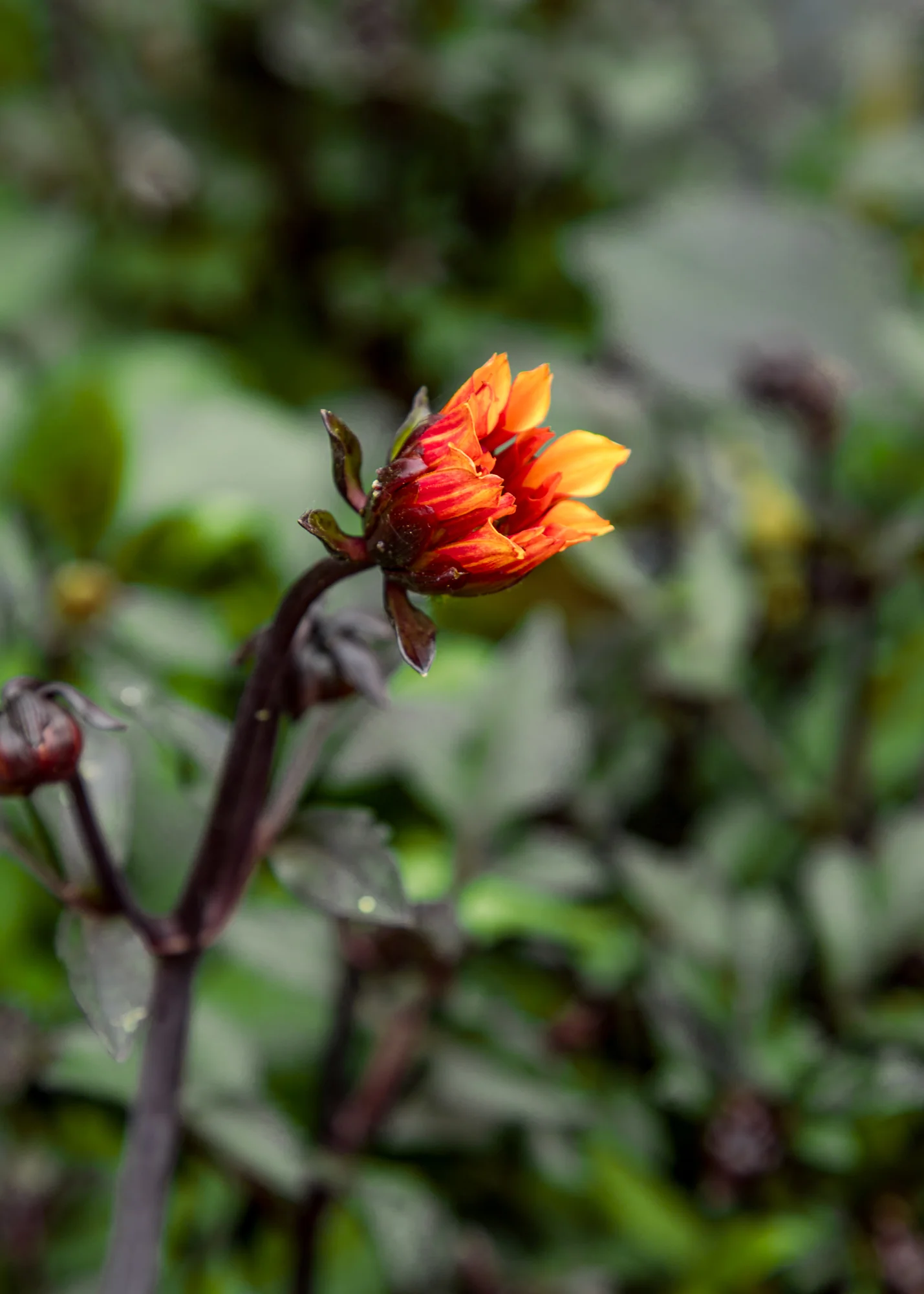 Dahlia 'Labella Grande Chocolate Amber', 3L - Image 2