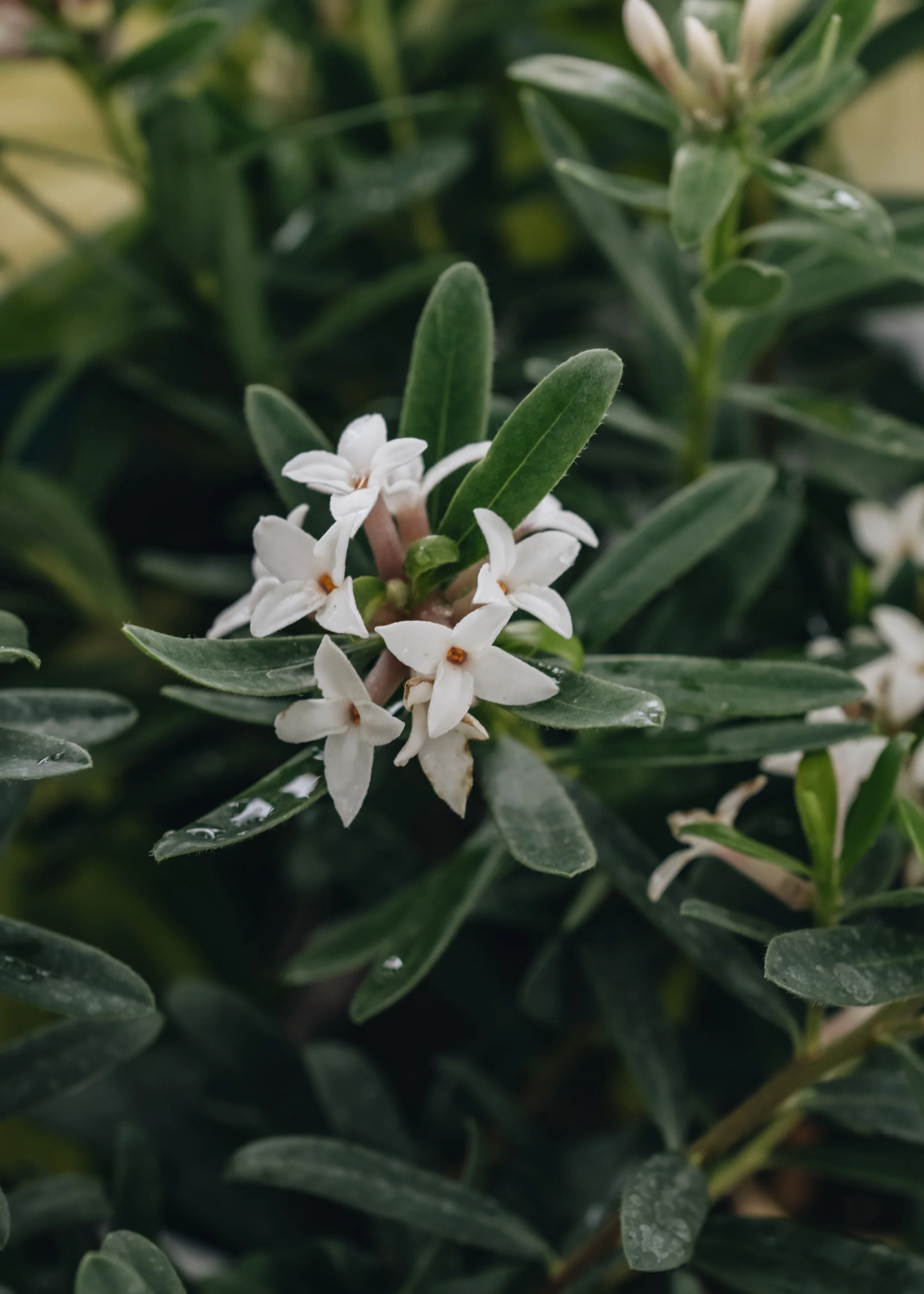 Daphne transatlantica 'Eternal Fragrance', 3L - Image 2