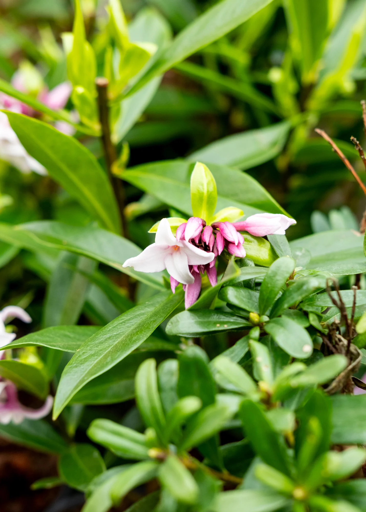 Daphne bholua 'Perfume Princess', 1L