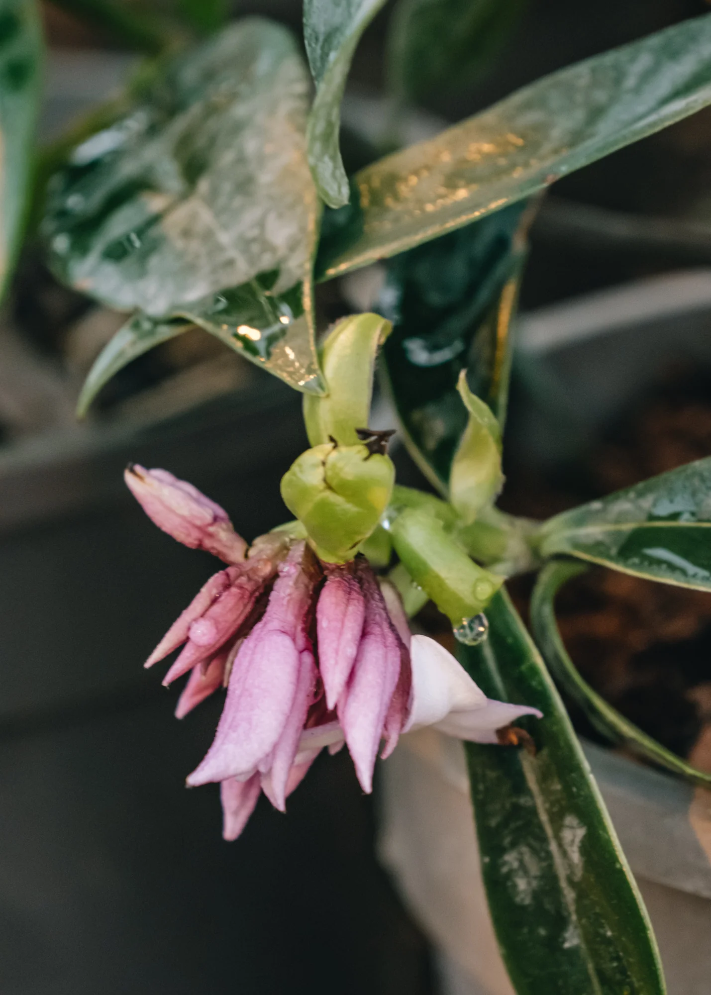 Daphne bholua 'Perfume Princess', 1L - Image 2