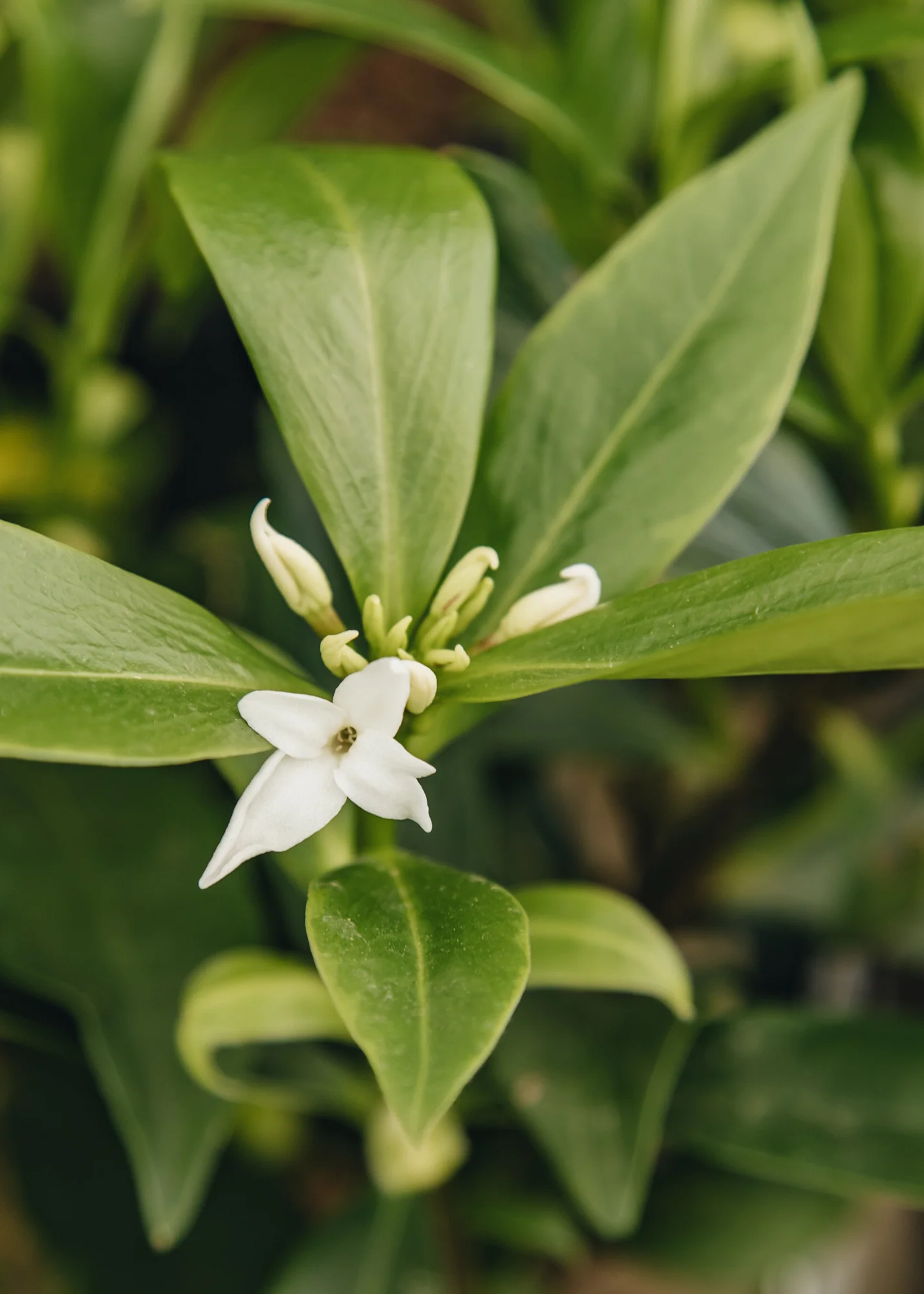 Daphne odora 'Perfume Princess White', 2L 