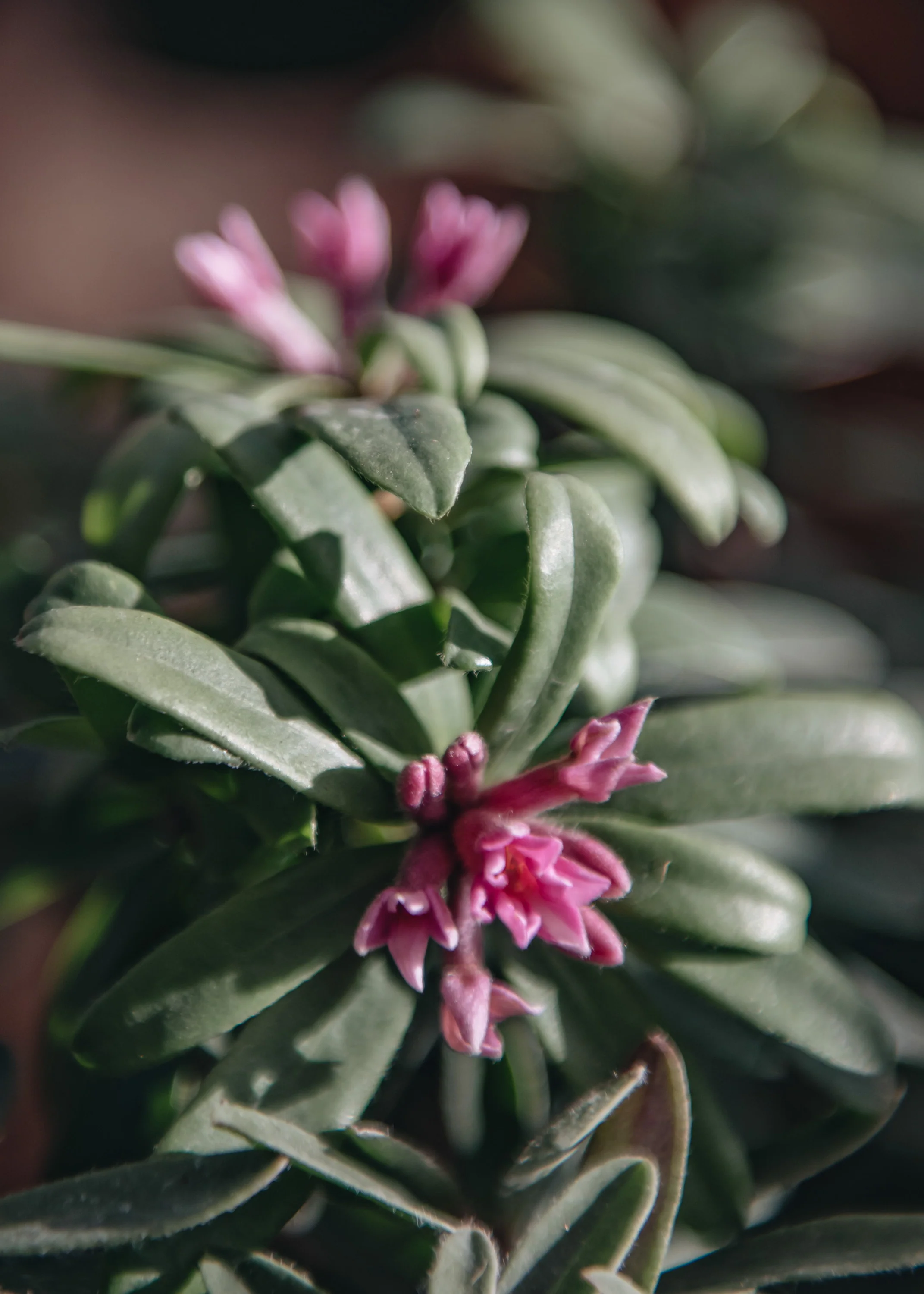 Daphne transatlantica 'Pink Fragrance', 2L
