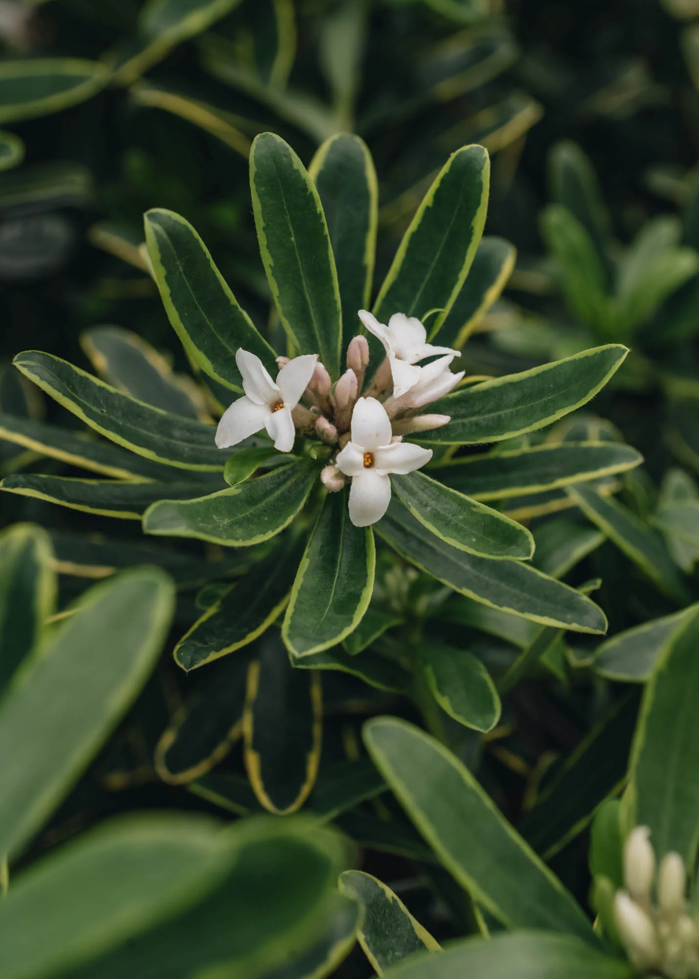 Daphne x transatlantica 'Summer Ice', 1L