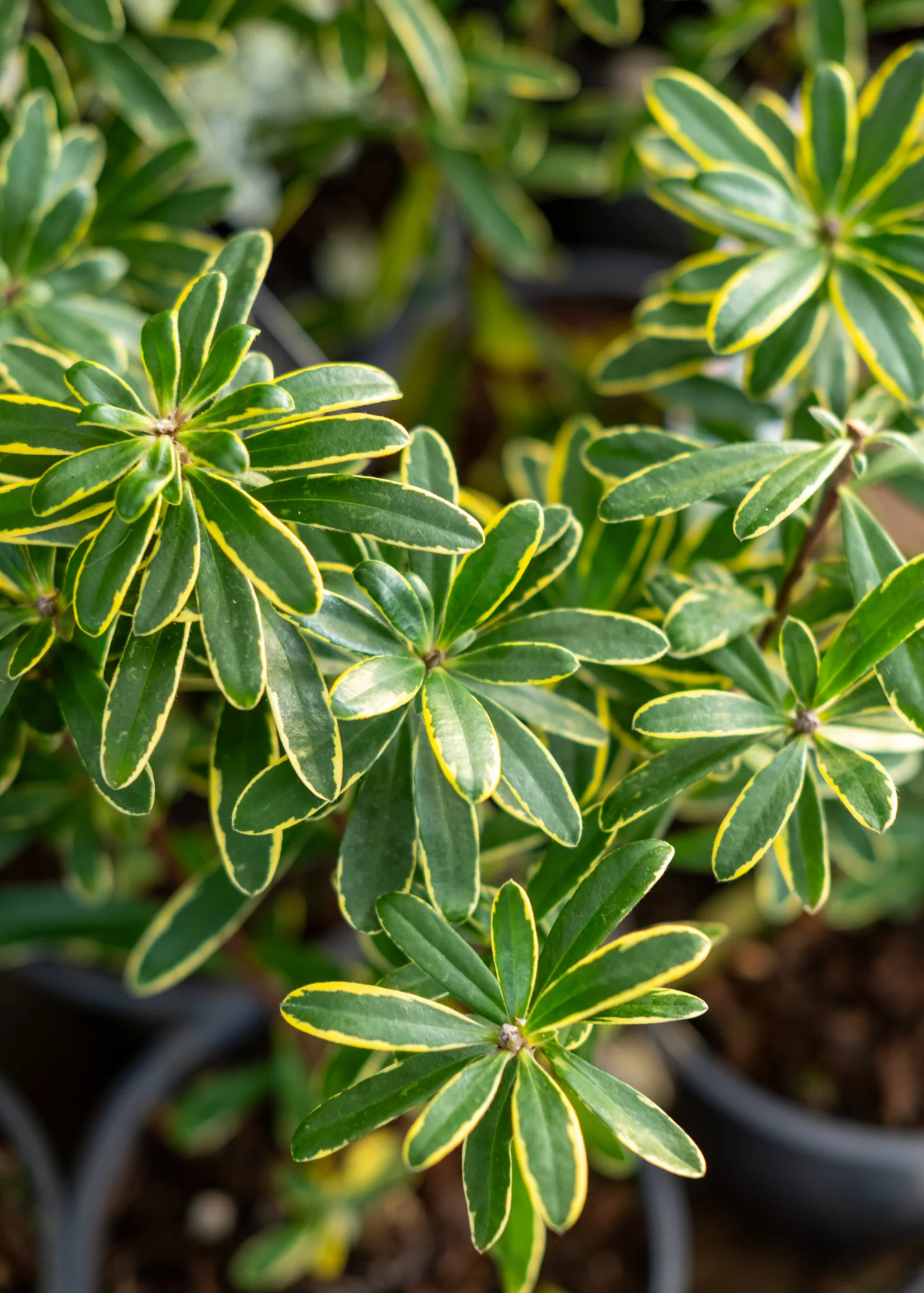 Daphne x transatlantica 'Summer Ice', 1L - Image 2
