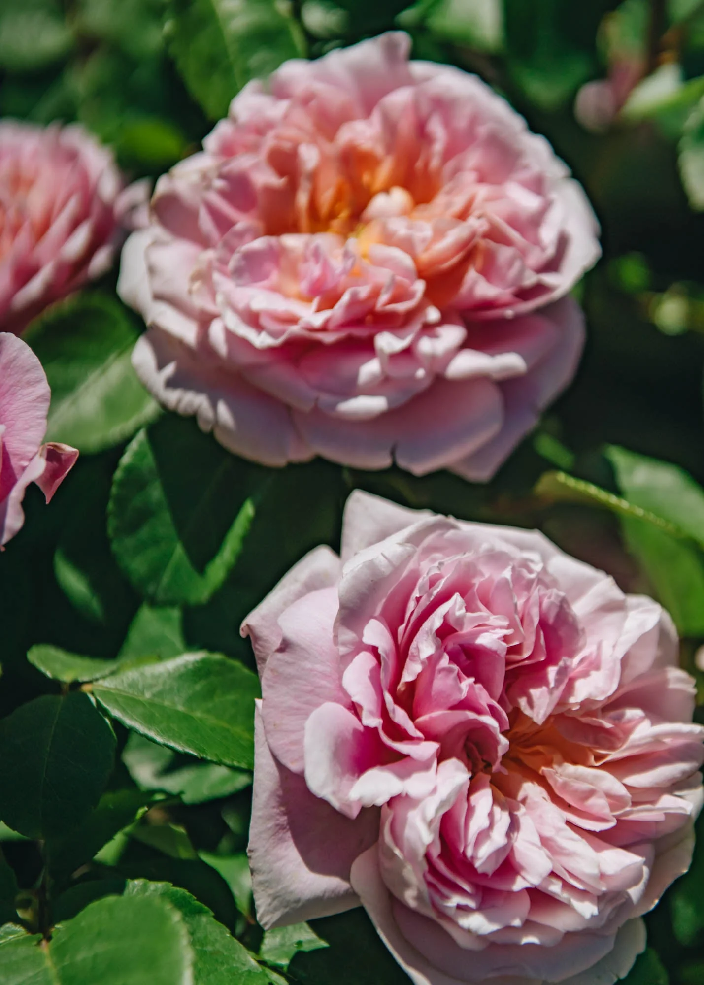 Rosa Eustacia Vye®