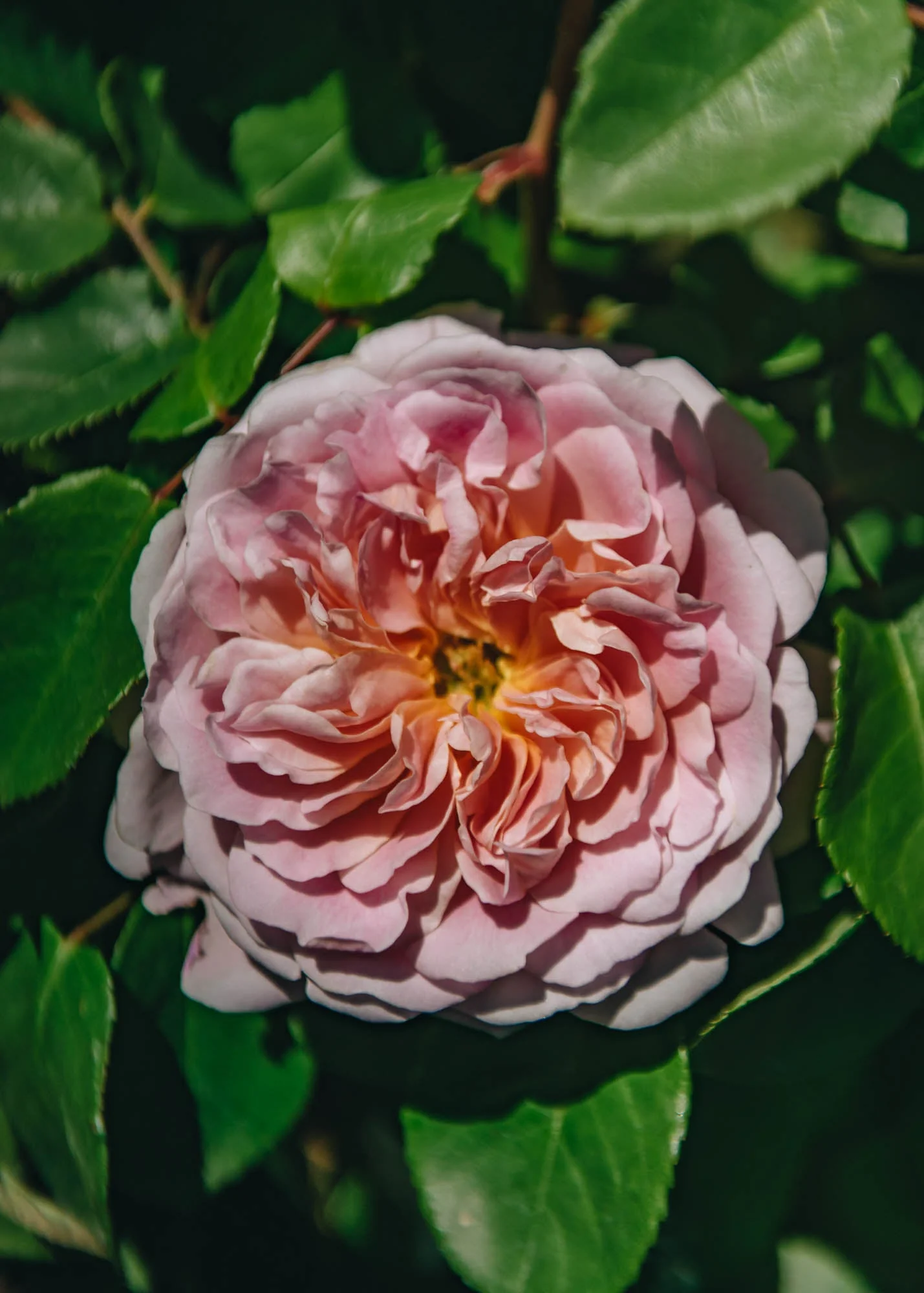 Rosa Eustacia Vye® - Image 2