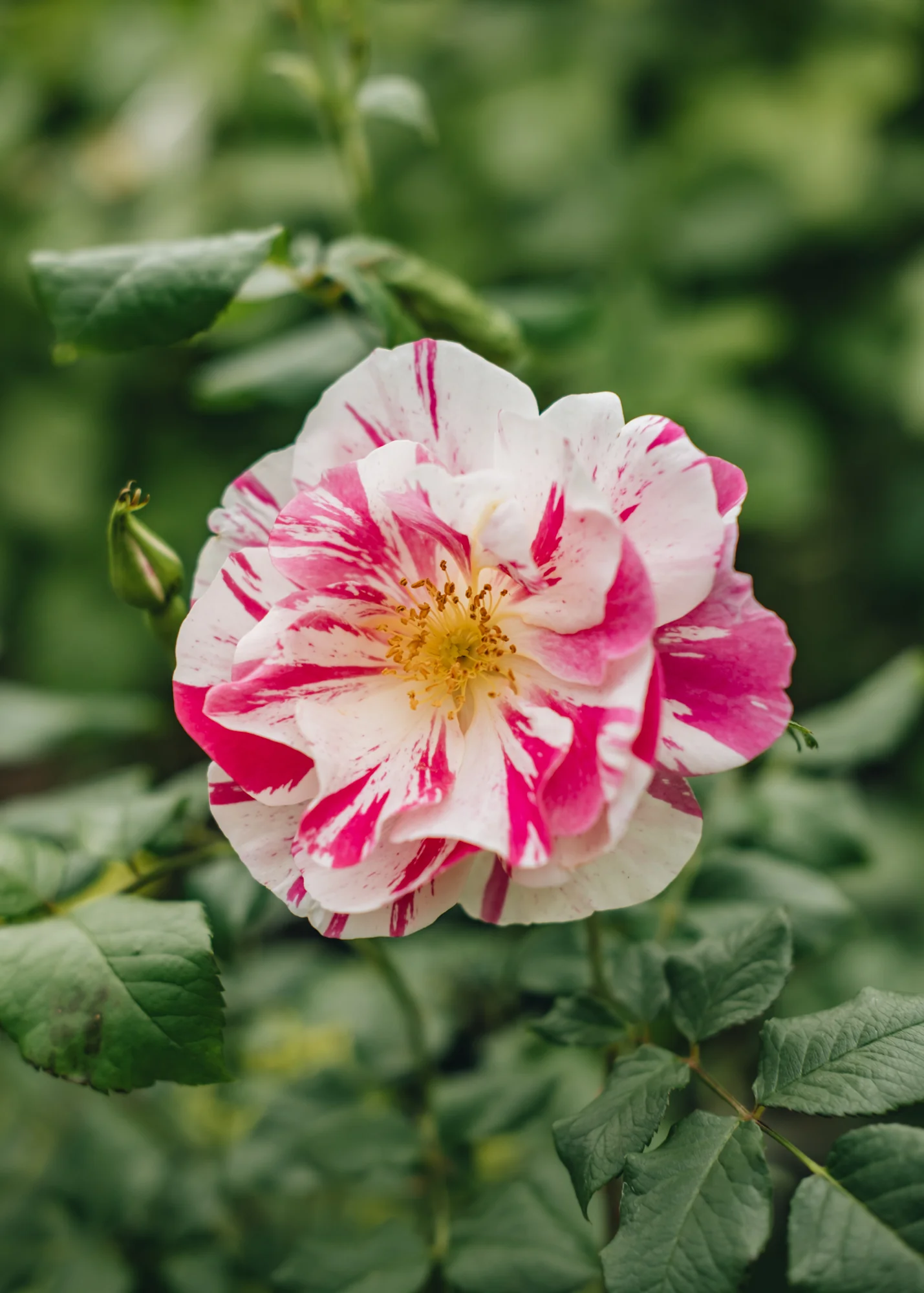 Rosa The King's Rose™