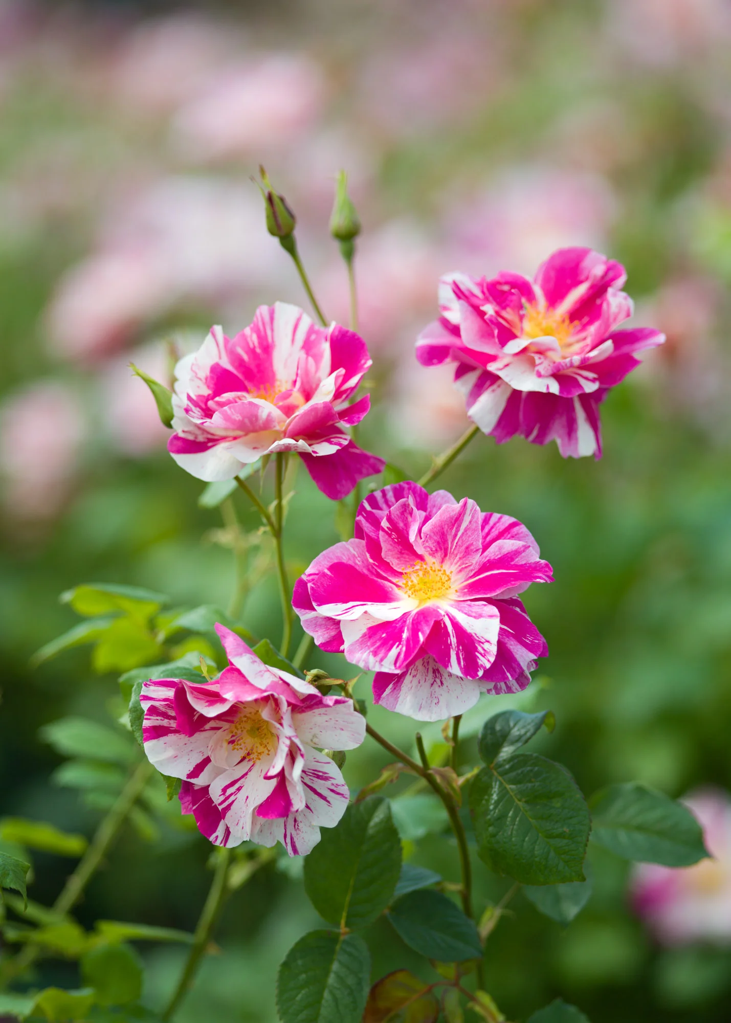 Rosa The King's Rose™ - Image 2