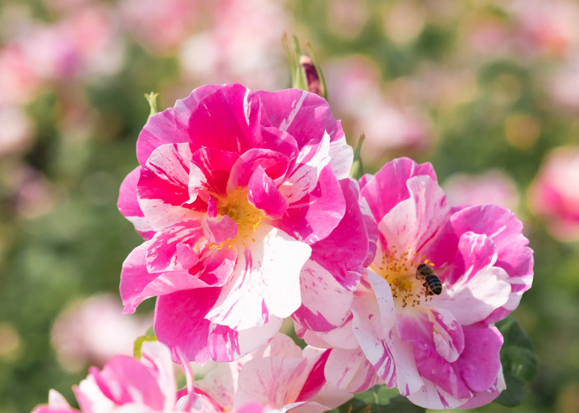 Rosa The King's Rose™ - Image 4