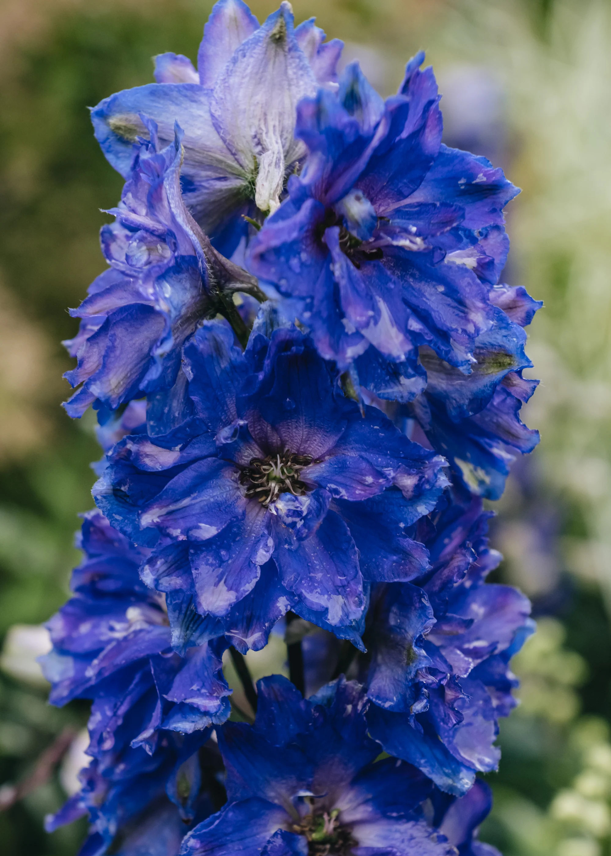 Delphinium Delgenius Kingsley, 2/3L - Image 2