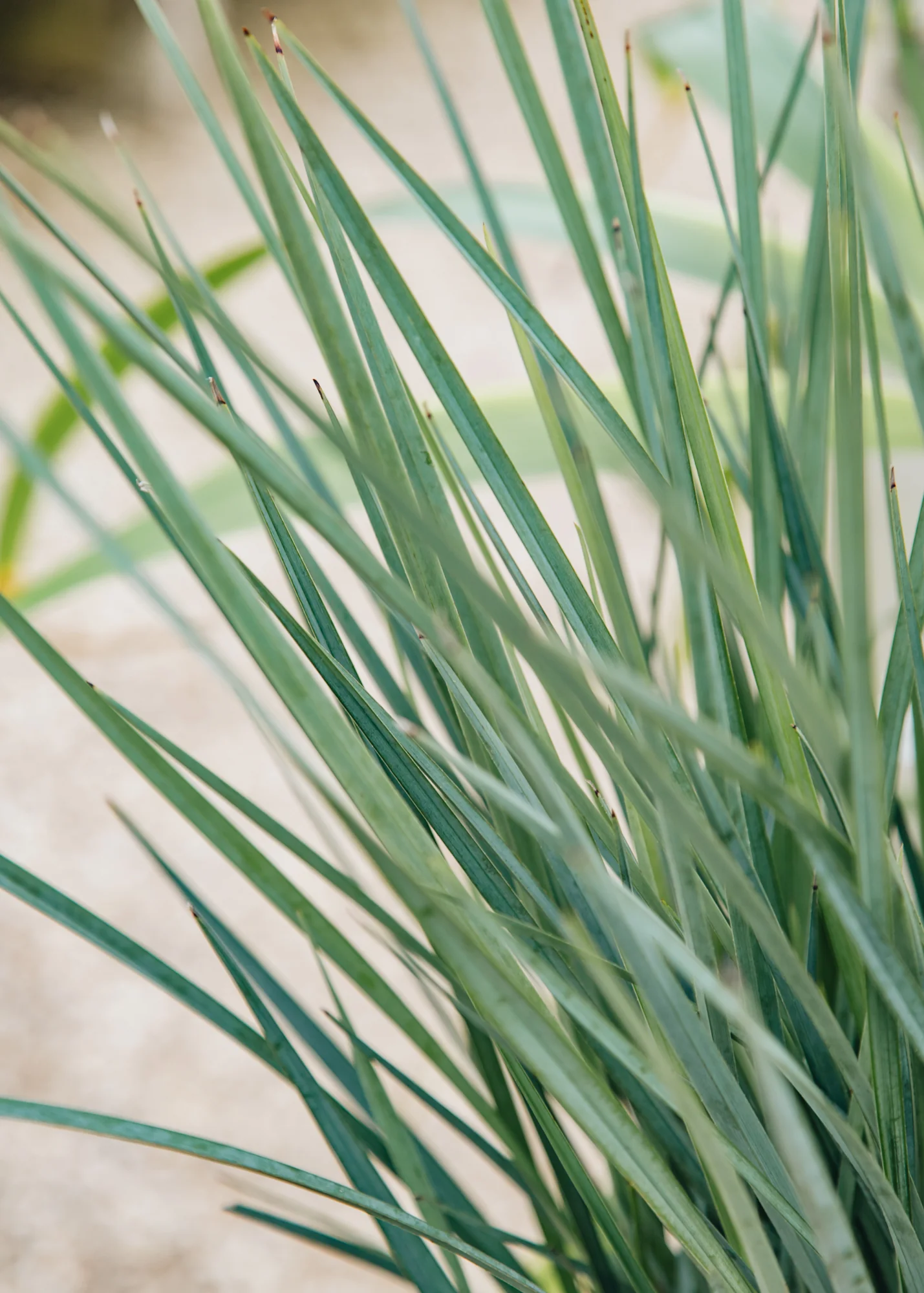 Plants - New In